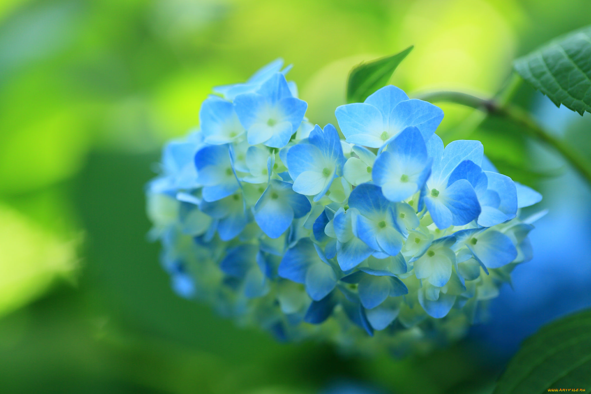 цветы, гортензия, цветок, кустарник, цветение, синяя