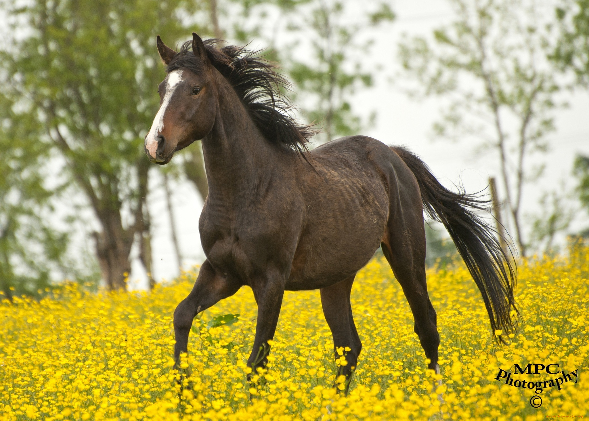 животные, лошади, конь, лето, желтые, цветы, луг, бег