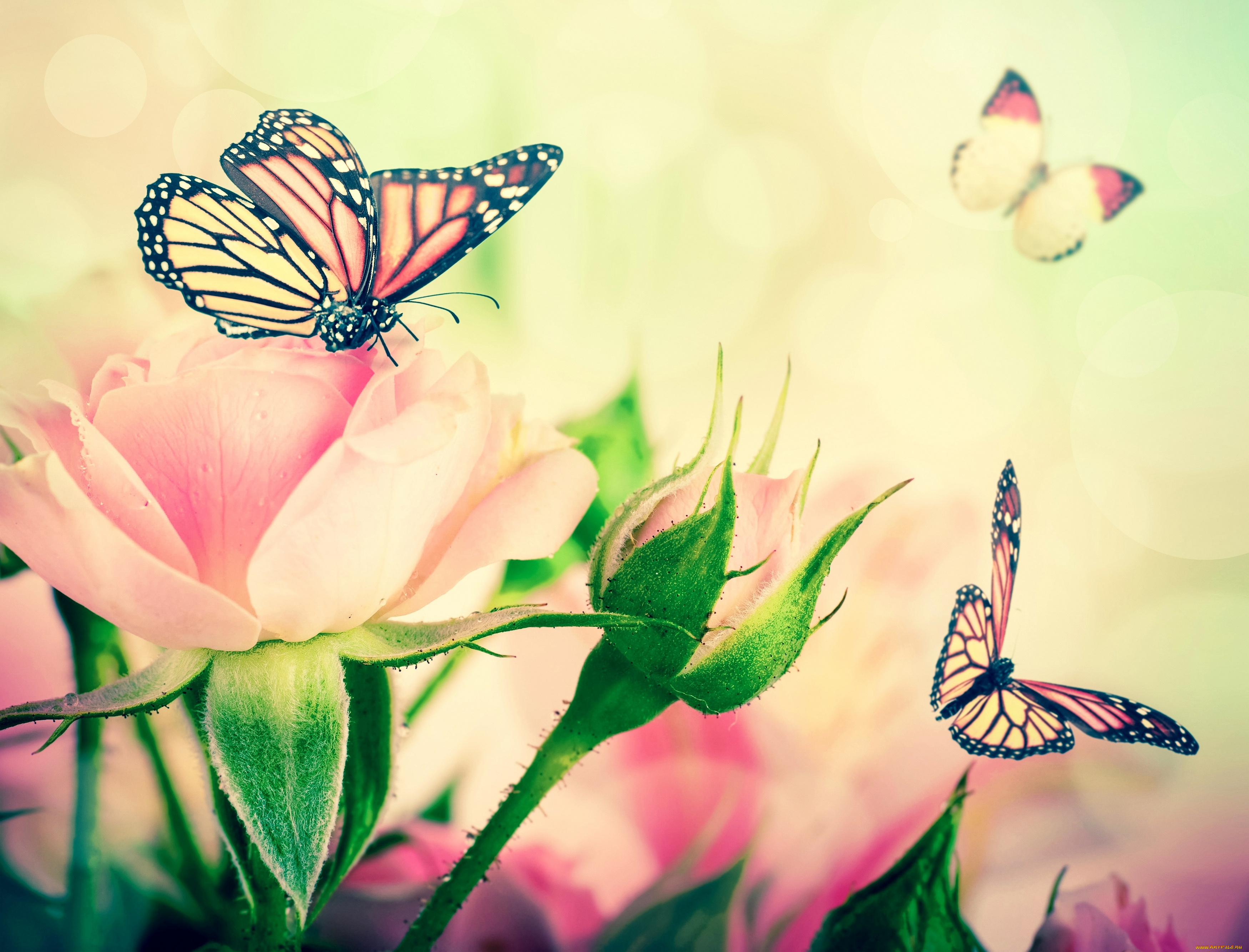 Аватарки цветочки. Красивые цветы и бабочки. Бабочка на цветке. Обои с бабочками. Бабочки в цветах.