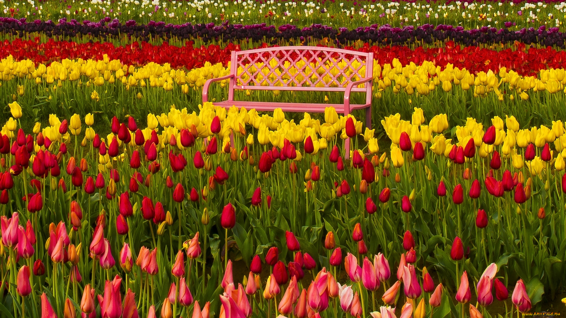 цветы, тюльпаны, скамейка, разноцветные, бутоны, фестиваль, тюльпанов, орегон, вудберн, oregon, woodburn