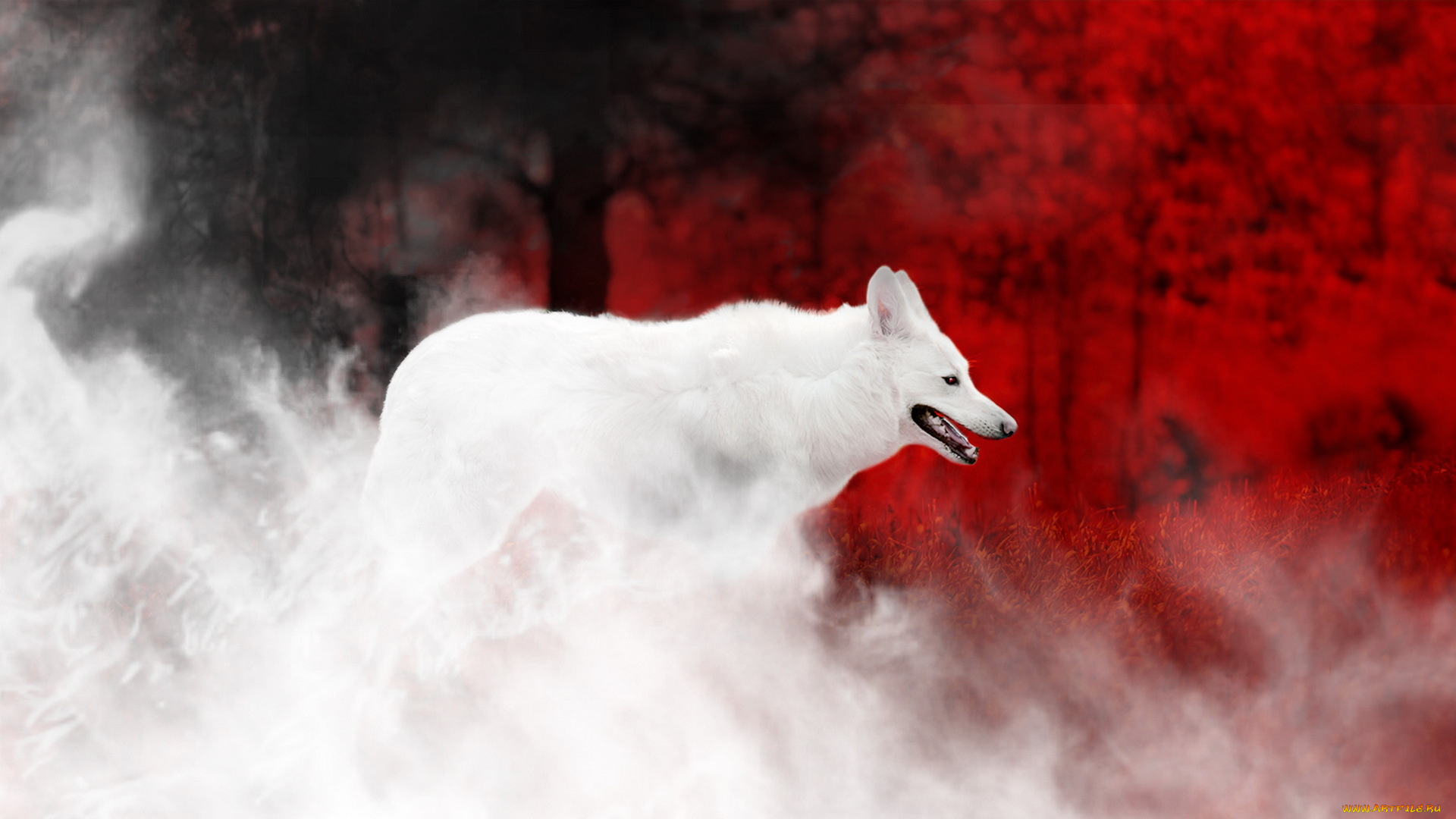 Красно белый волк