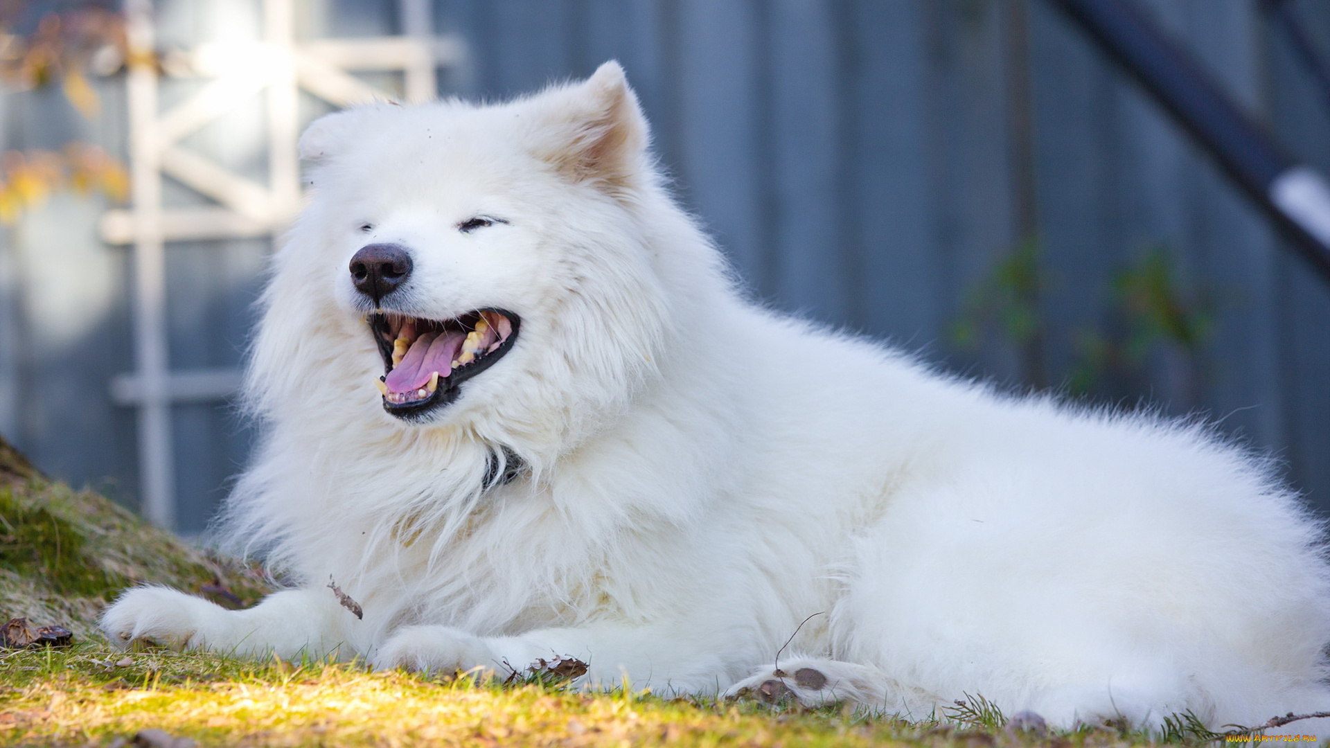 животные, собаки, друг, взгляд, собака, samoyed, smile