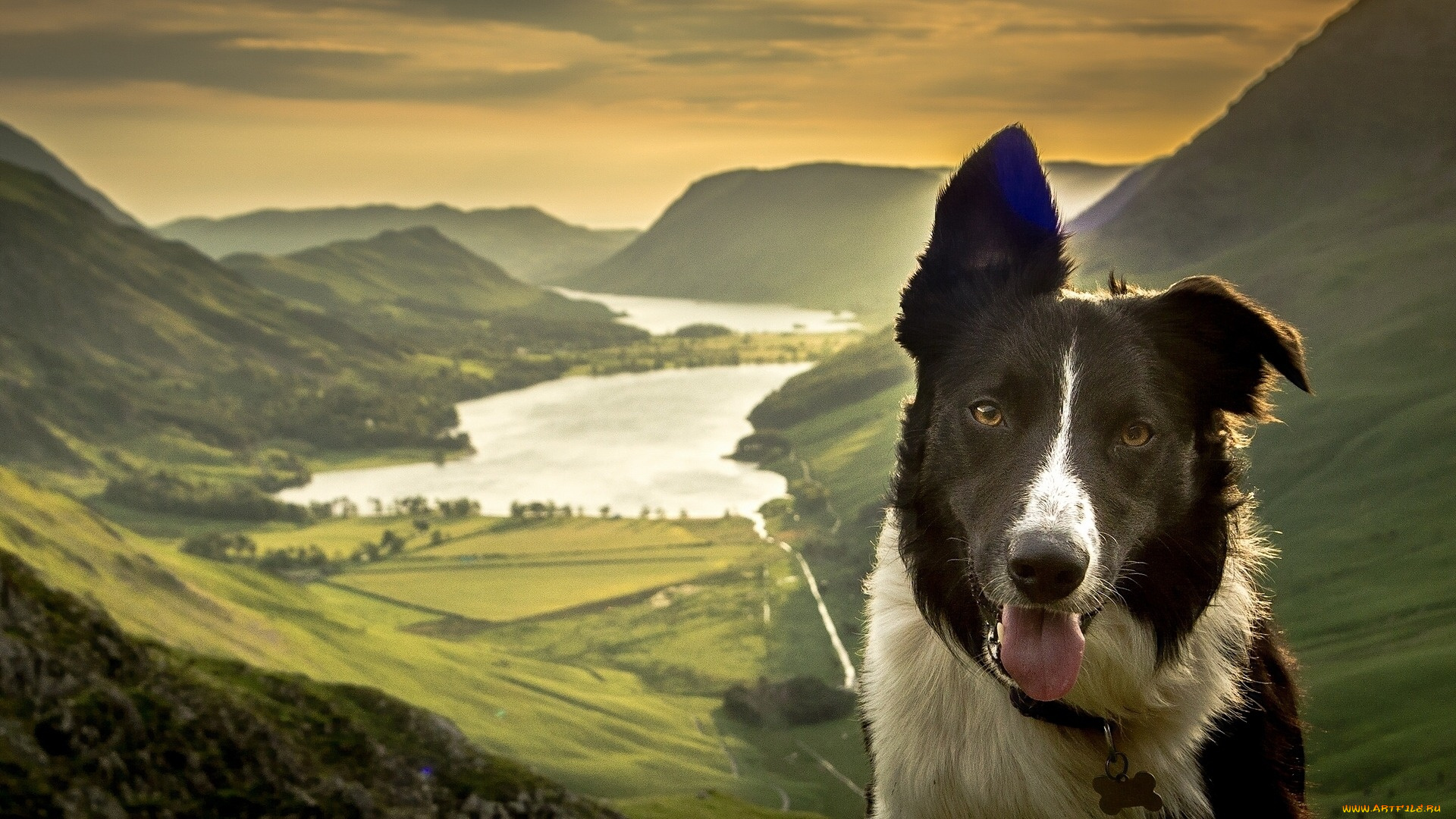 животные, собаки, горы, озеро, панорама, природа, долина, морда, собака, бордер-колли
