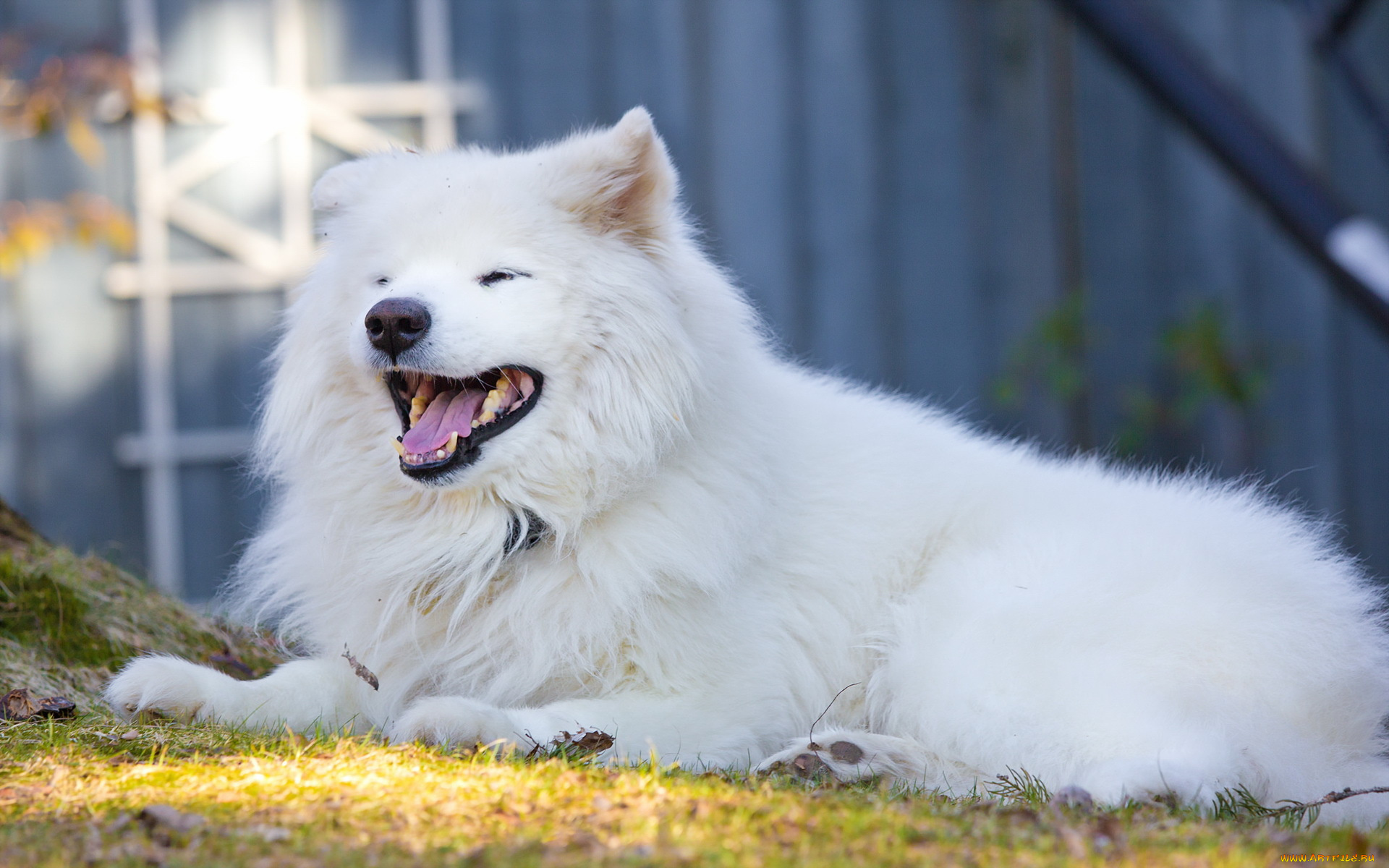 животные, собаки, друг, взгляд, собака, samoyed, smile