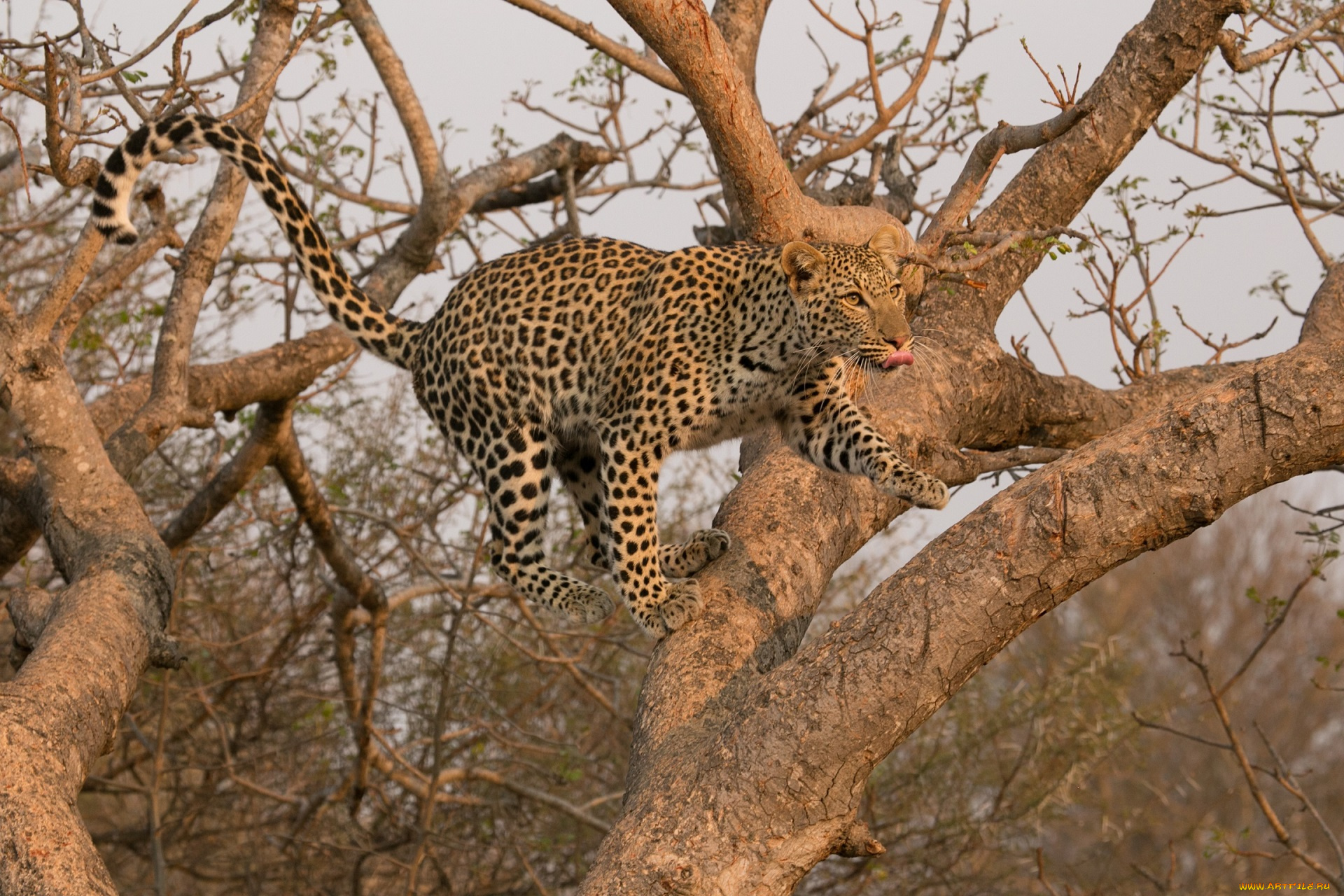 дерево животное природа леопард скачать