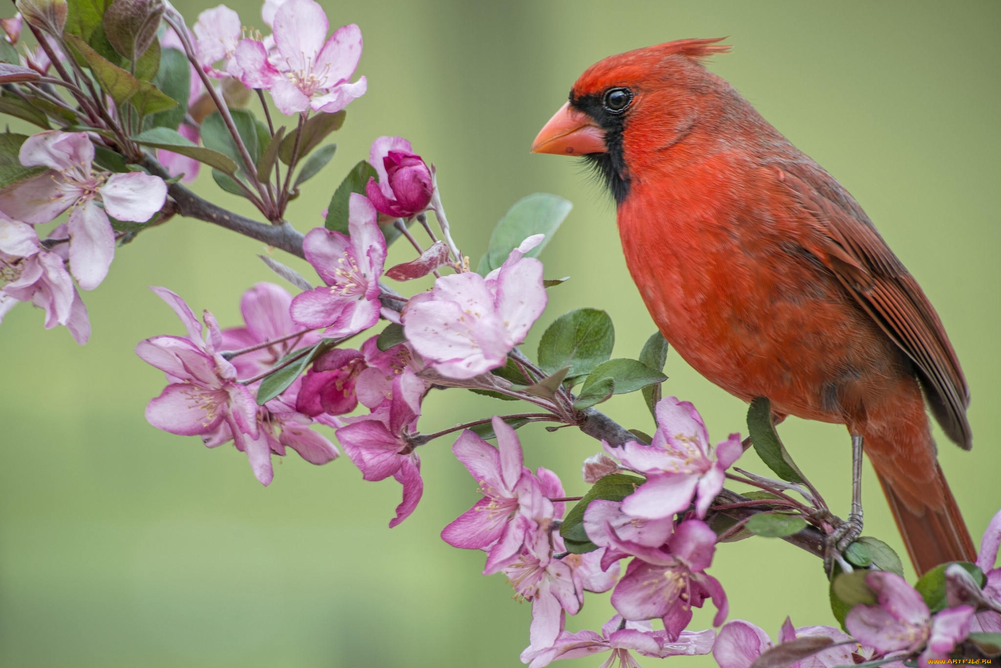 животные, кардиналы, цветки, весна, цветение, яблоня, ветка, птица, кардинал, красный