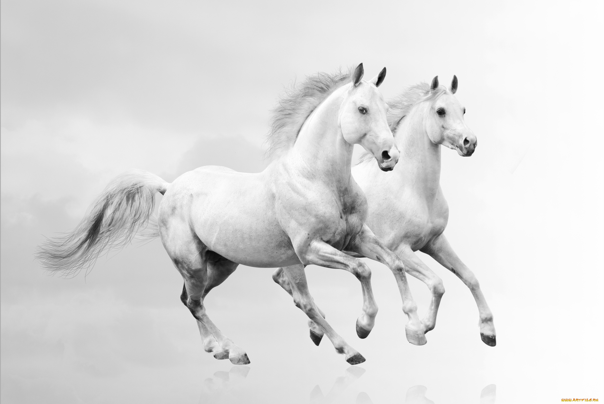 животные, лошади, кони, белые, пара, белый, фон