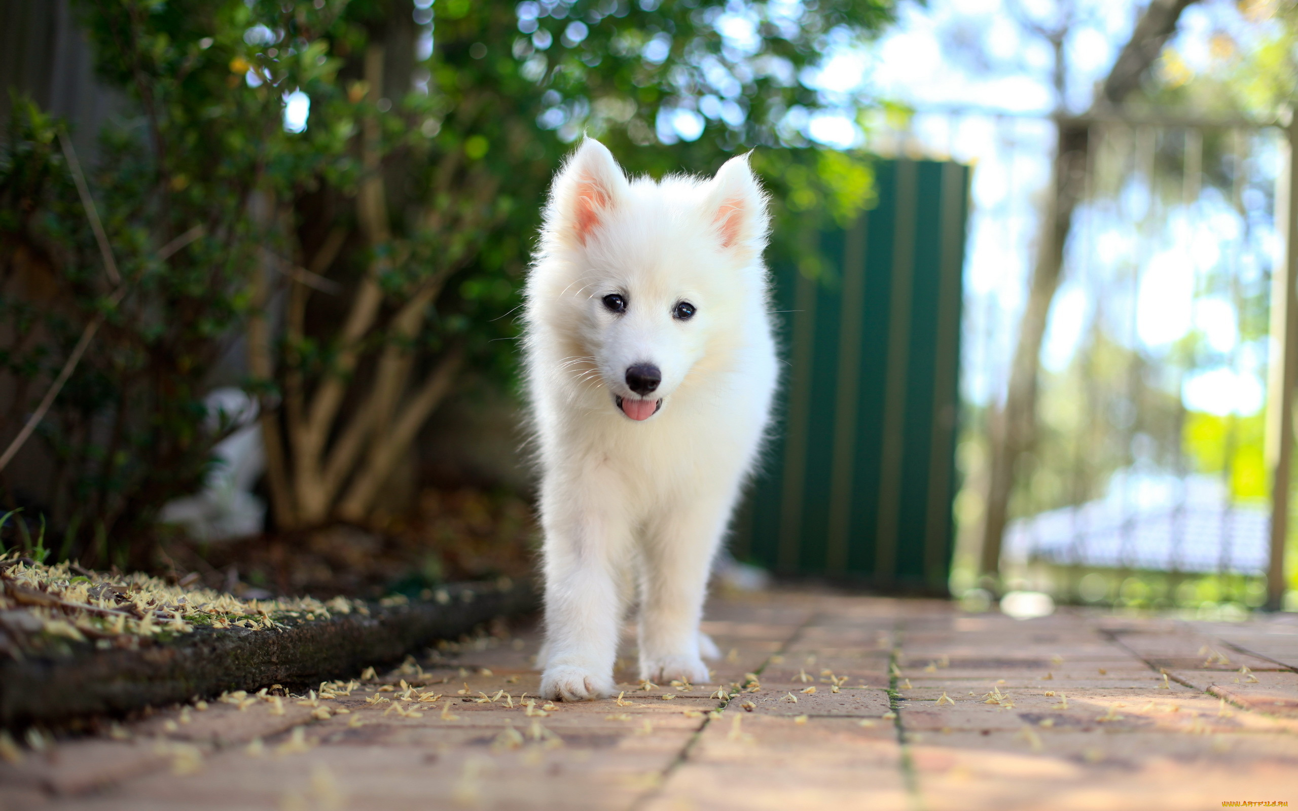 животные, собаки, samoyed, puppy, друг, собака