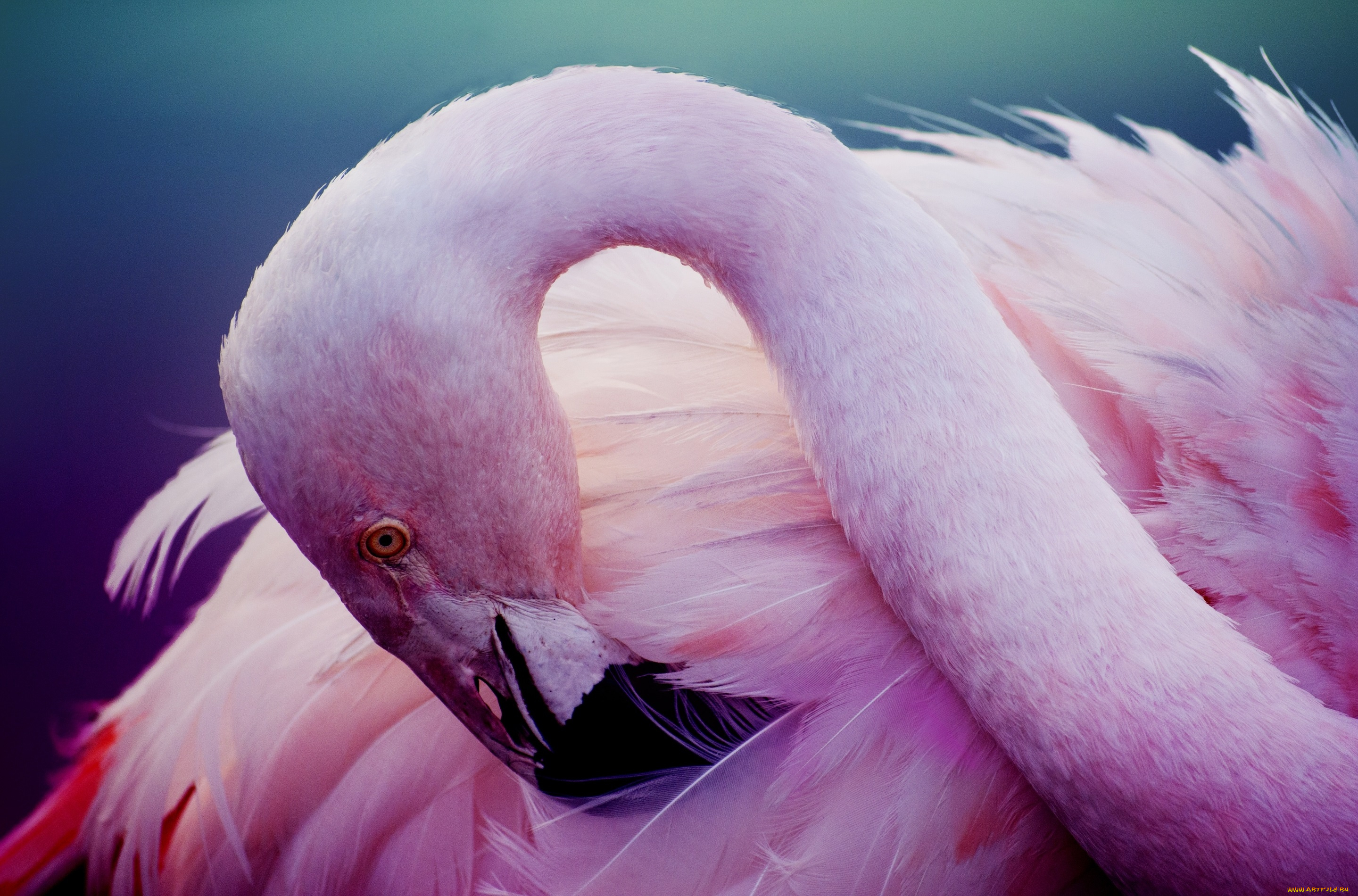 животные, фламинго, розовый, перья, шея, птица