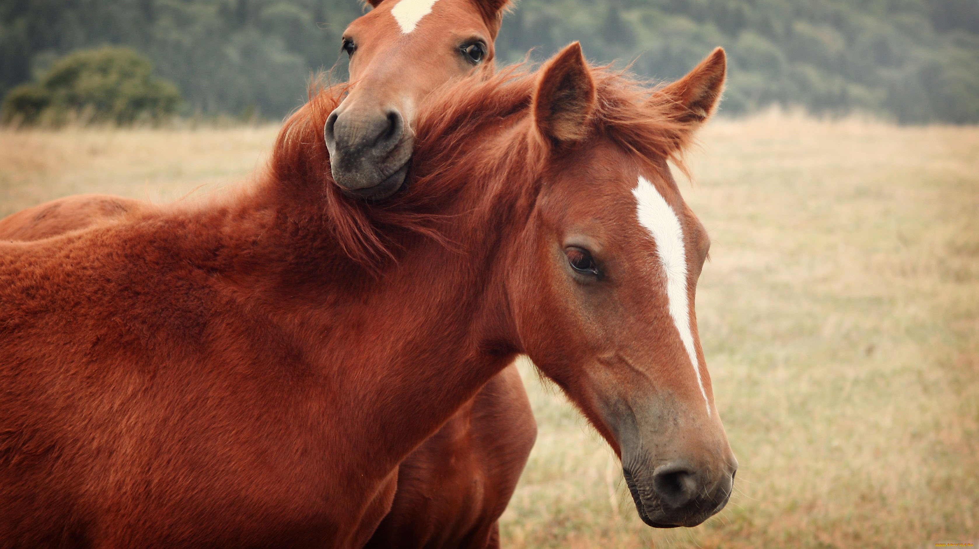 Хорс год. Лошадь Пржевальского Equus przewalskii. Обои лошади. Две лошади. Обои на рабочий стол лошади.