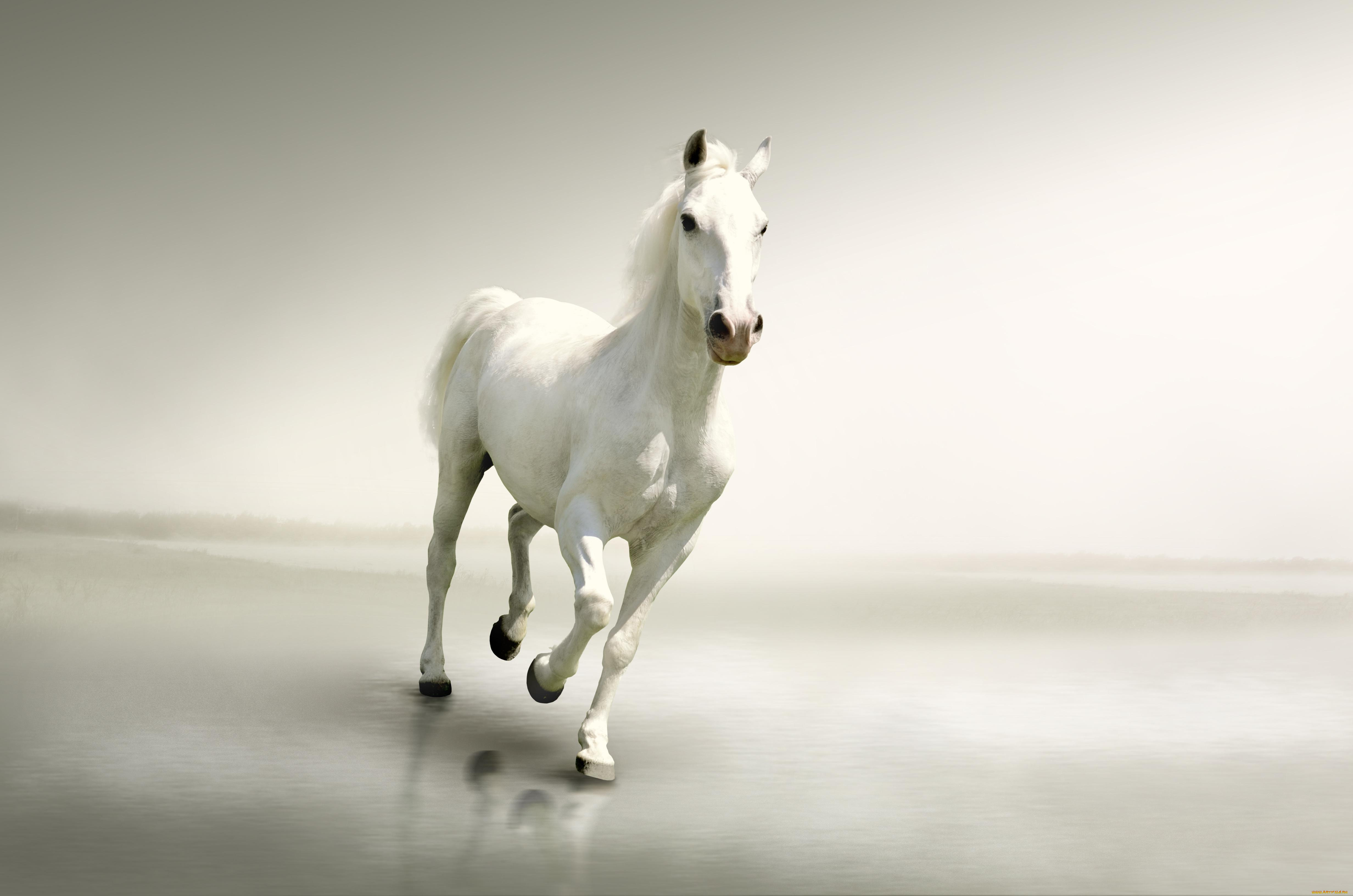 животные, лошади, лошадь, белая, свет