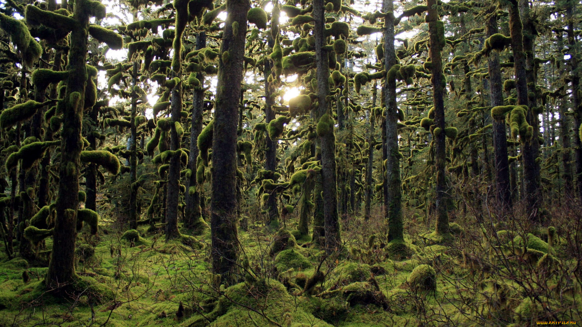 природа, лес, alaska, forest