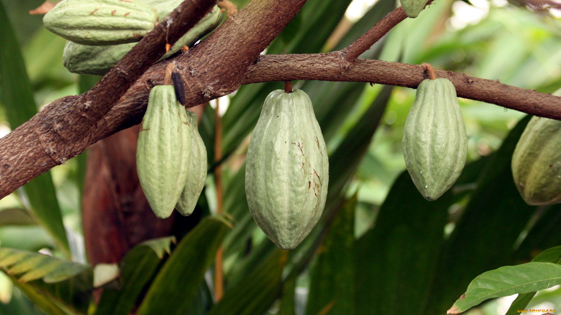 природа, плоды, chocolate, tree, pods