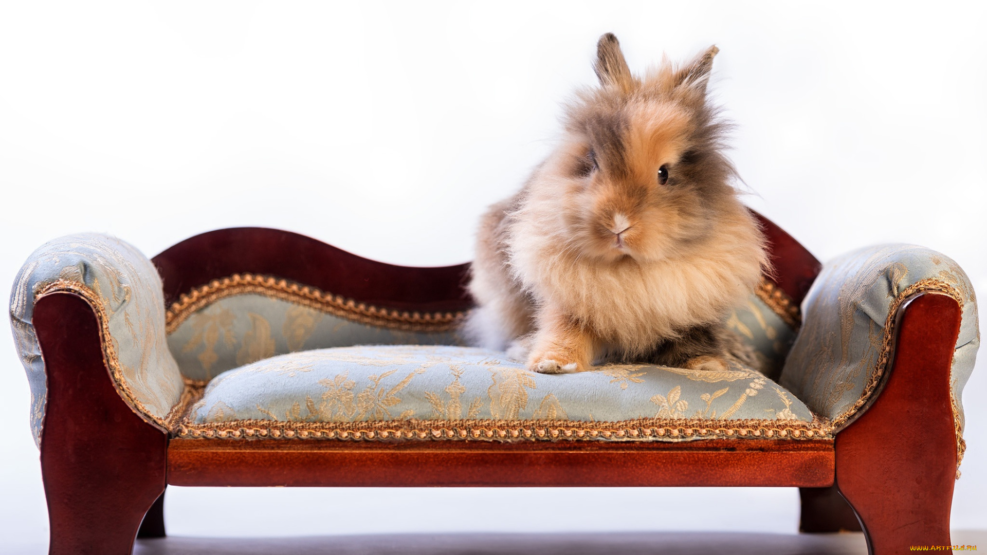 животные, кролики, , зайцы, диванчик, пушистый, кролик