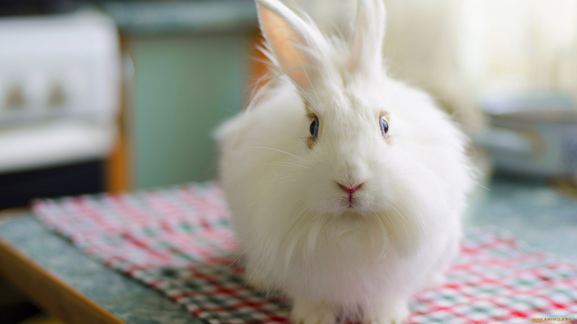 животные, кролики, , зайцы, fluffy, пушистый, rabbit, заец, bunny, белый, кролик
