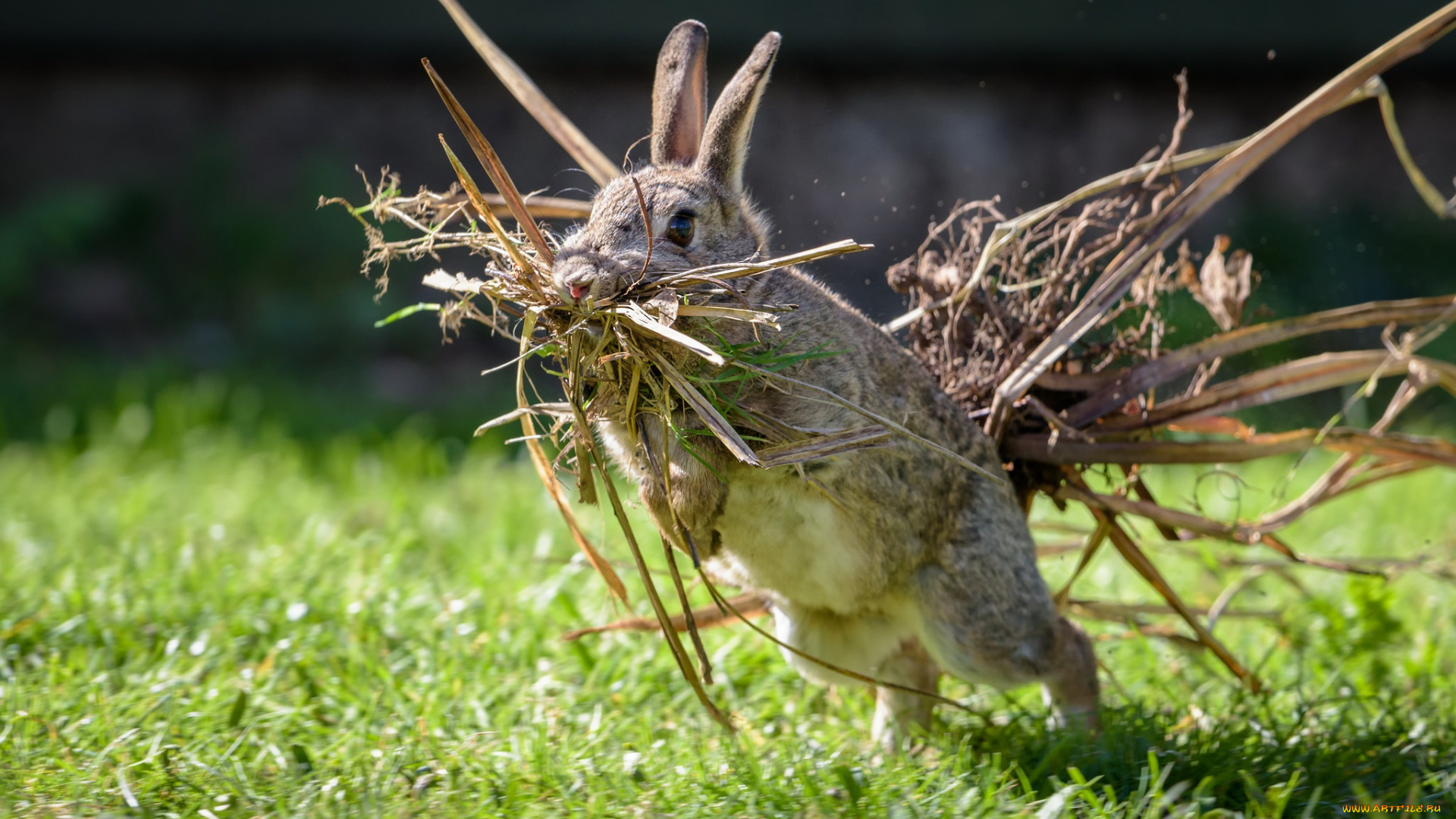животные, кролики, , зайцы, кролик, гнездование, ситуация, трава