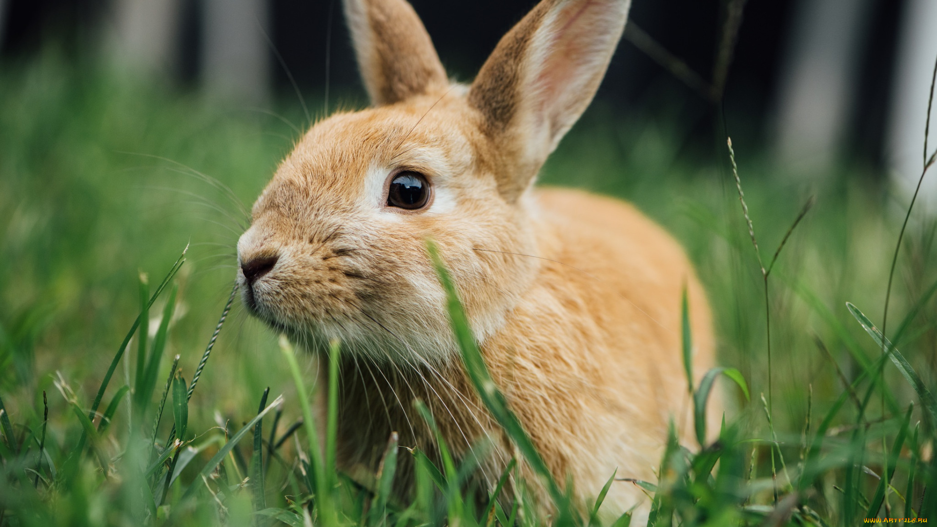 животные, кролики, , зайцы, трава, кролик, ушки