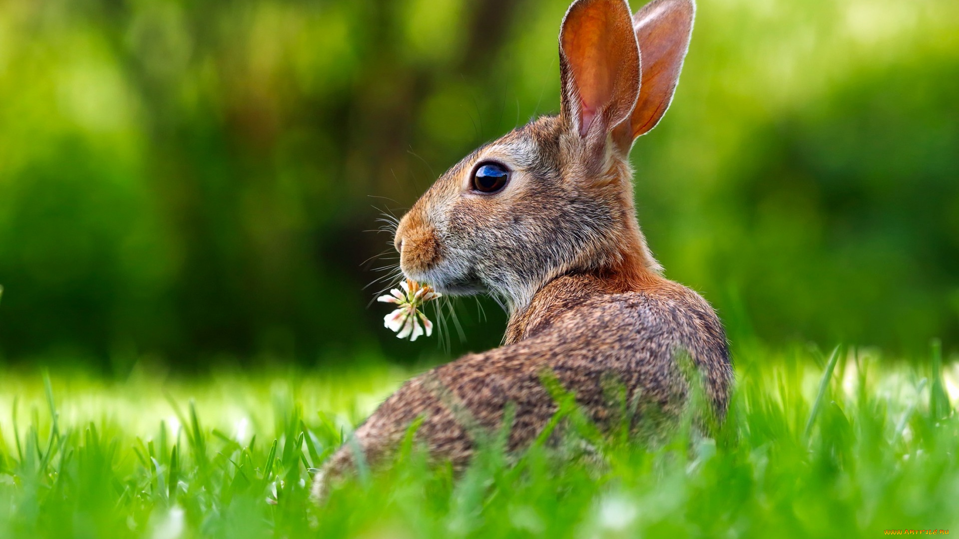 животные, кролики, , зайцы, уши, трава, цветок, заяц