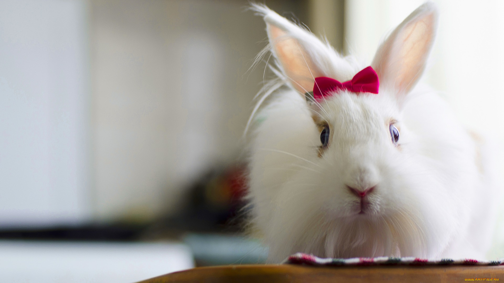 животные, кролики, , зайцы, заец, пушистый, красивая, bunny, милый, rabbit, fluffy, белый, кролик, бантик