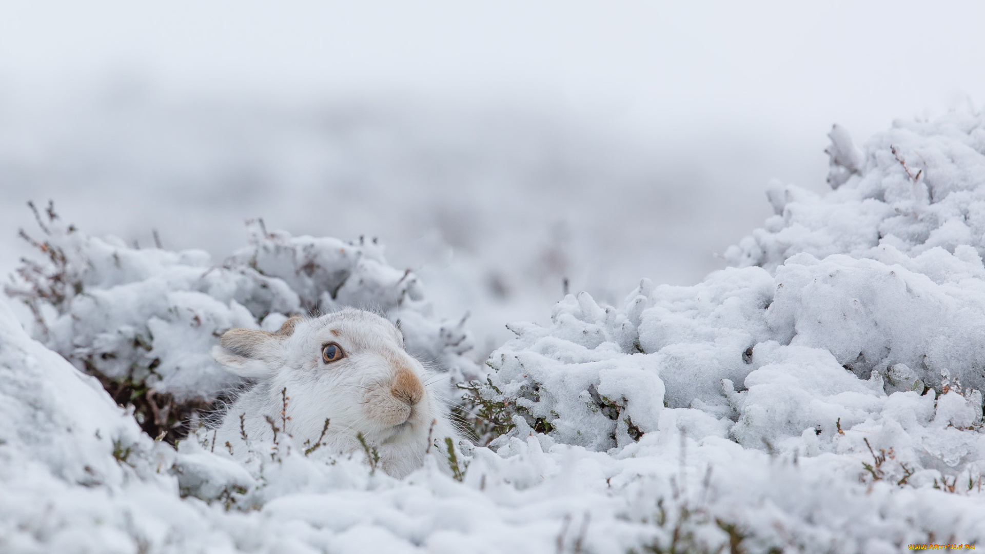 животные, кролики, , зайцы, зима, природа, заяц