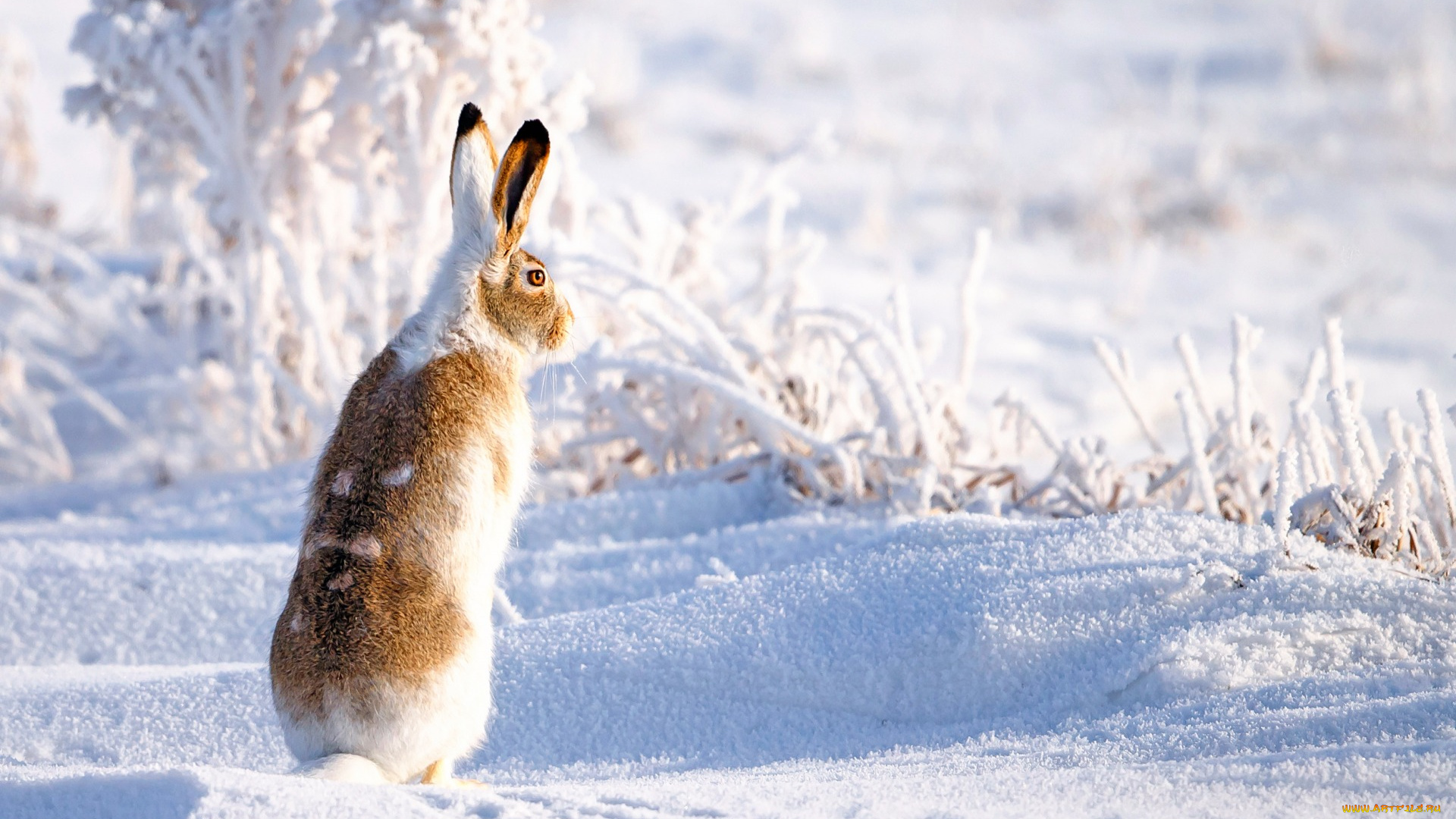 животные, кролики, , зайцы, зима, снег, заяц