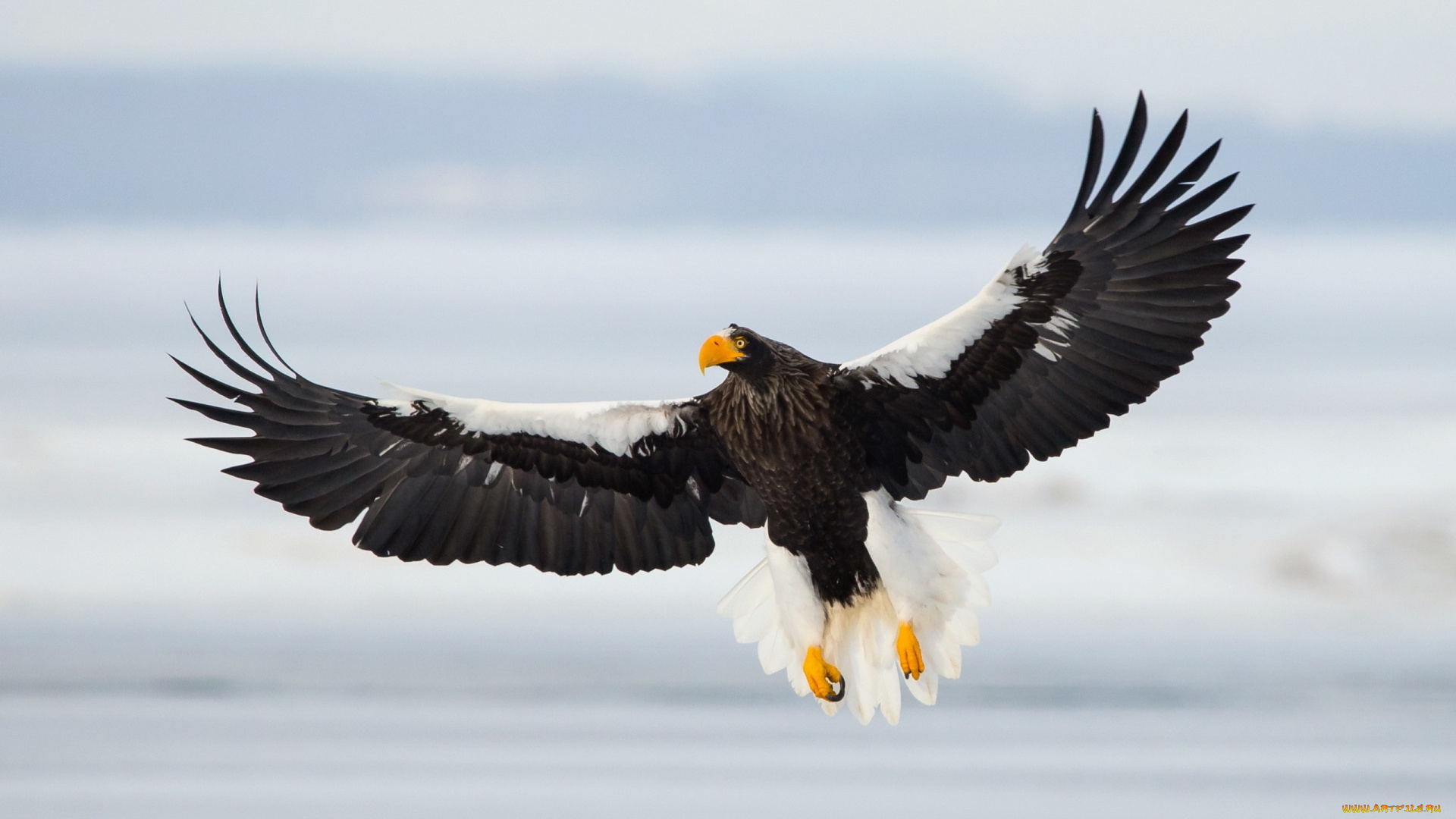 животные, птицы, -, хищники, sea, eagle, полёт, птица