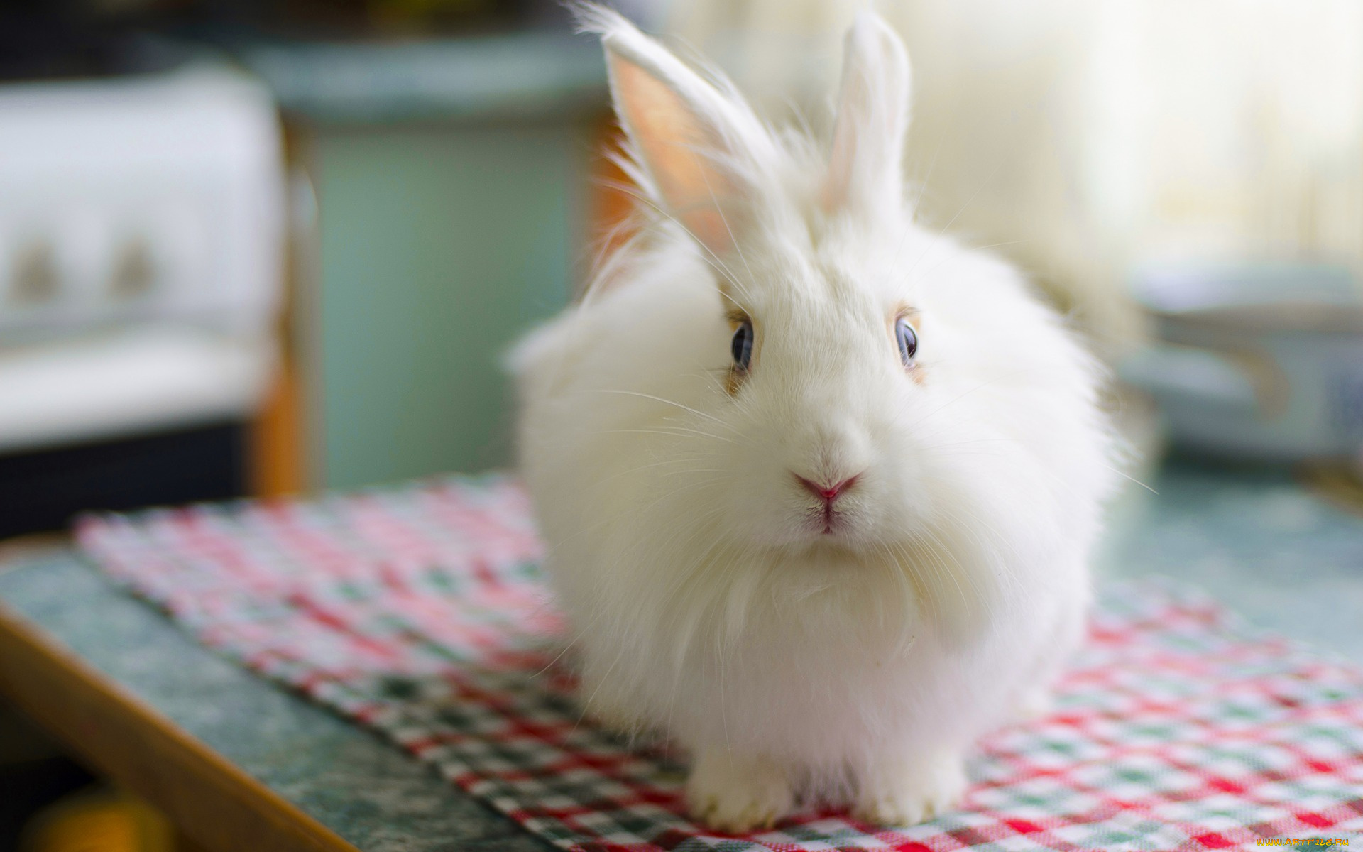 животные, кролики, , зайцы, fluffy, пушистый, rabbit, заец, bunny, белый, кролик