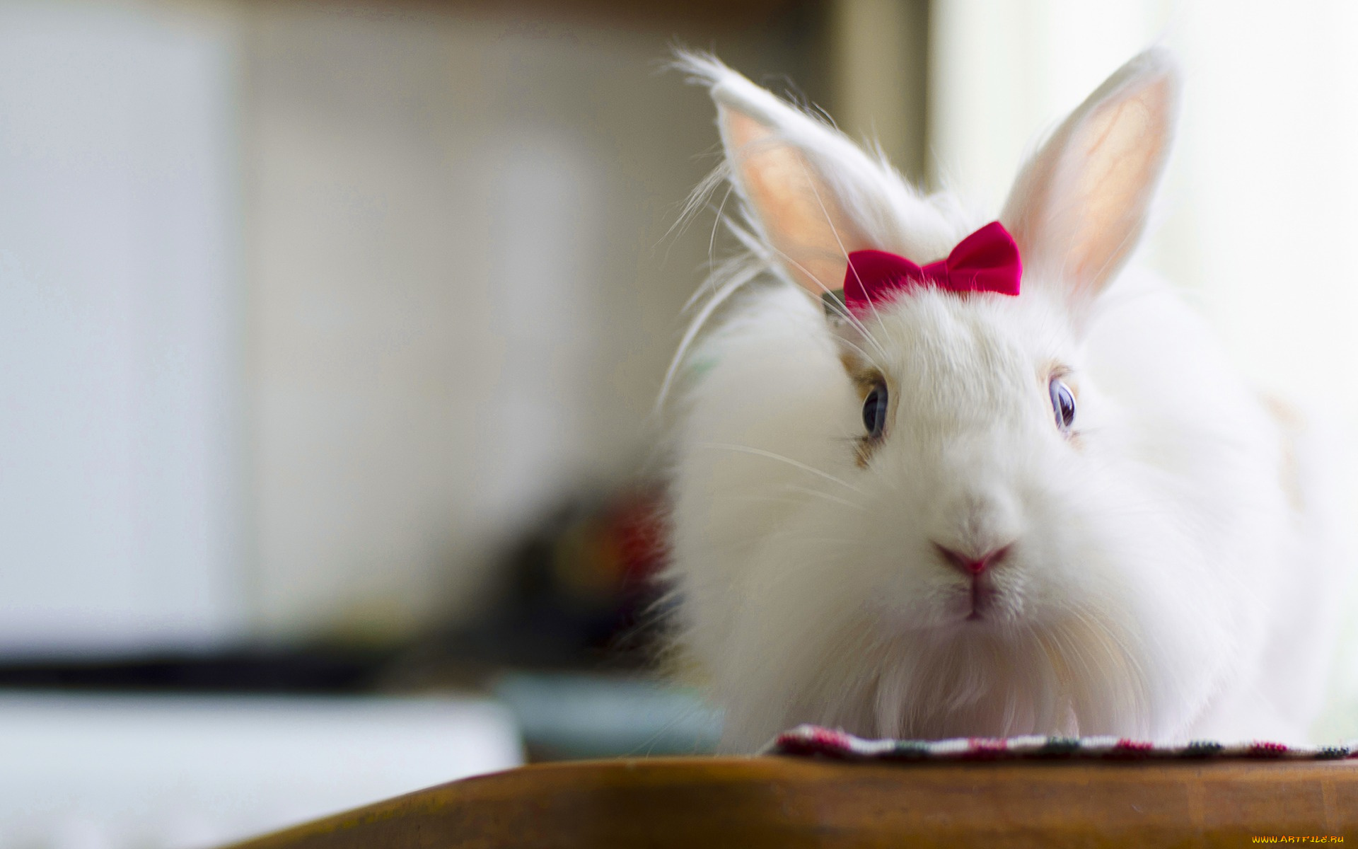 животные, кролики, , зайцы, заец, пушистый, красивая, bunny, милый, rabbit, fluffy, белый, кролик, бантик