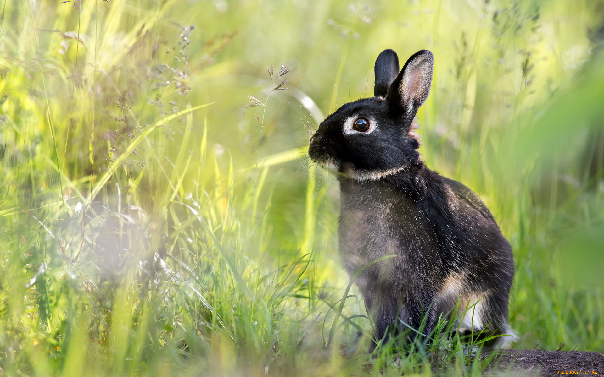 животные, кролики, , зайцы, заяц, фон, природа
