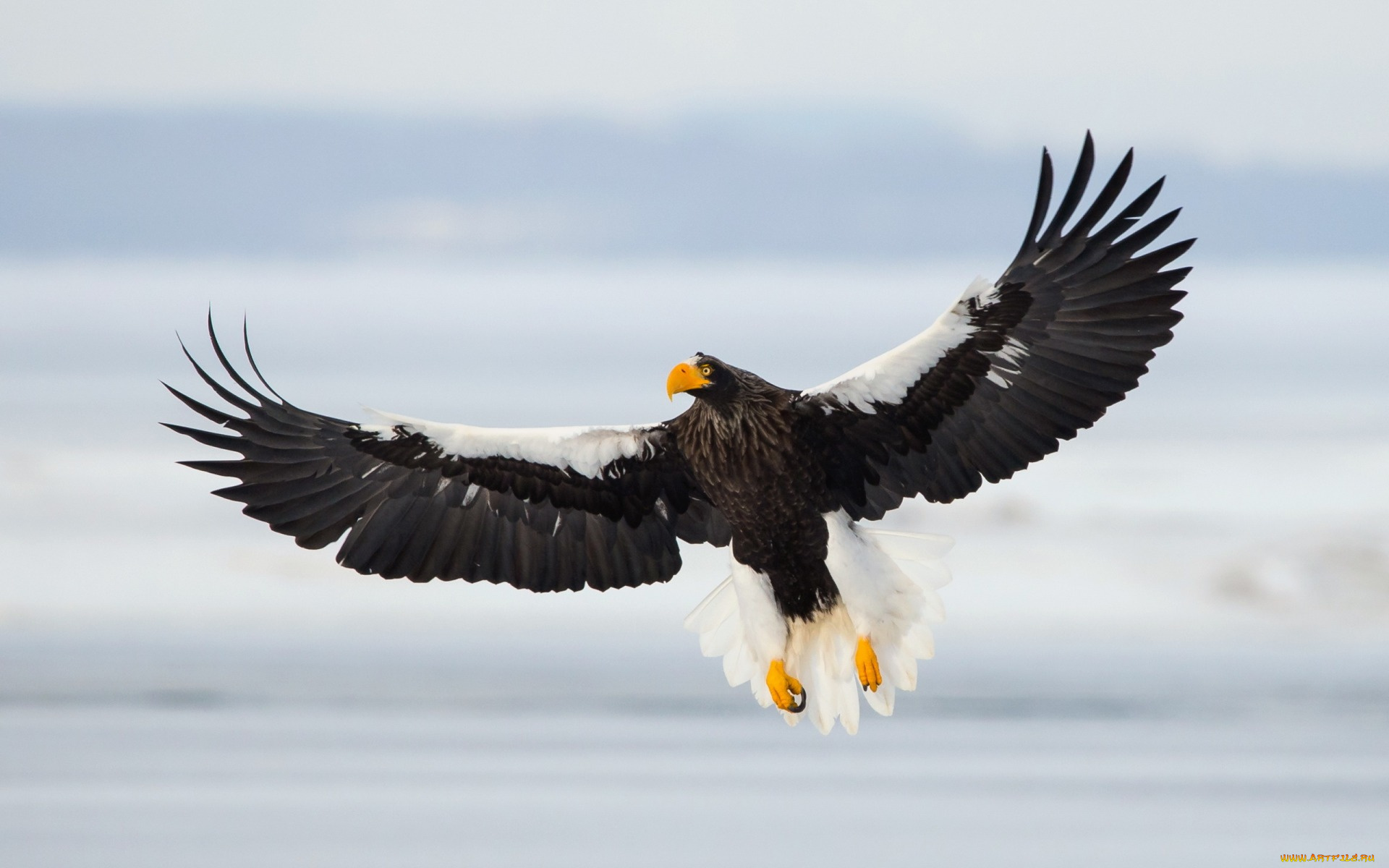 животные, птицы, -, хищники, sea, eagle, полёт, птица