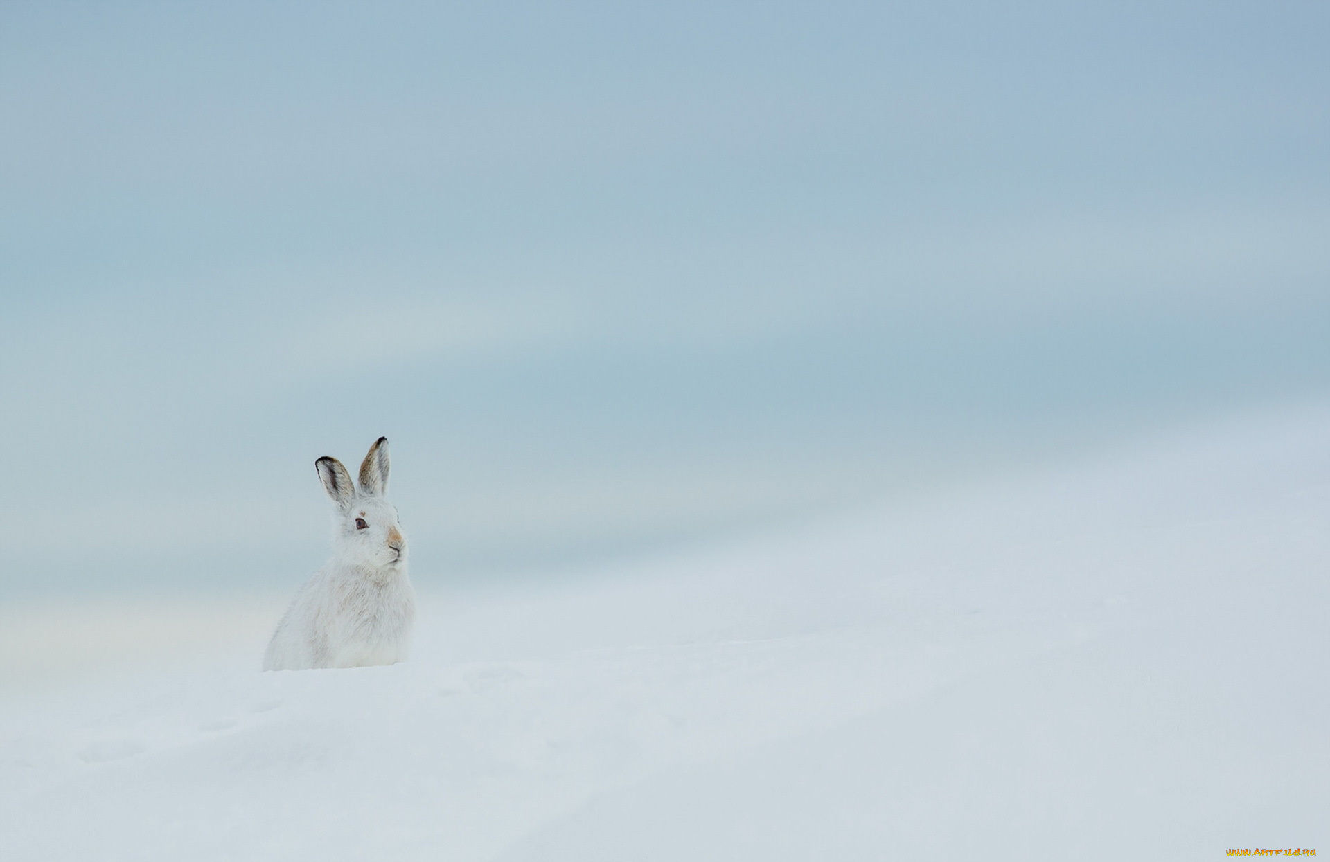 животные, кролики, , зайцы, природа, зима, заяц