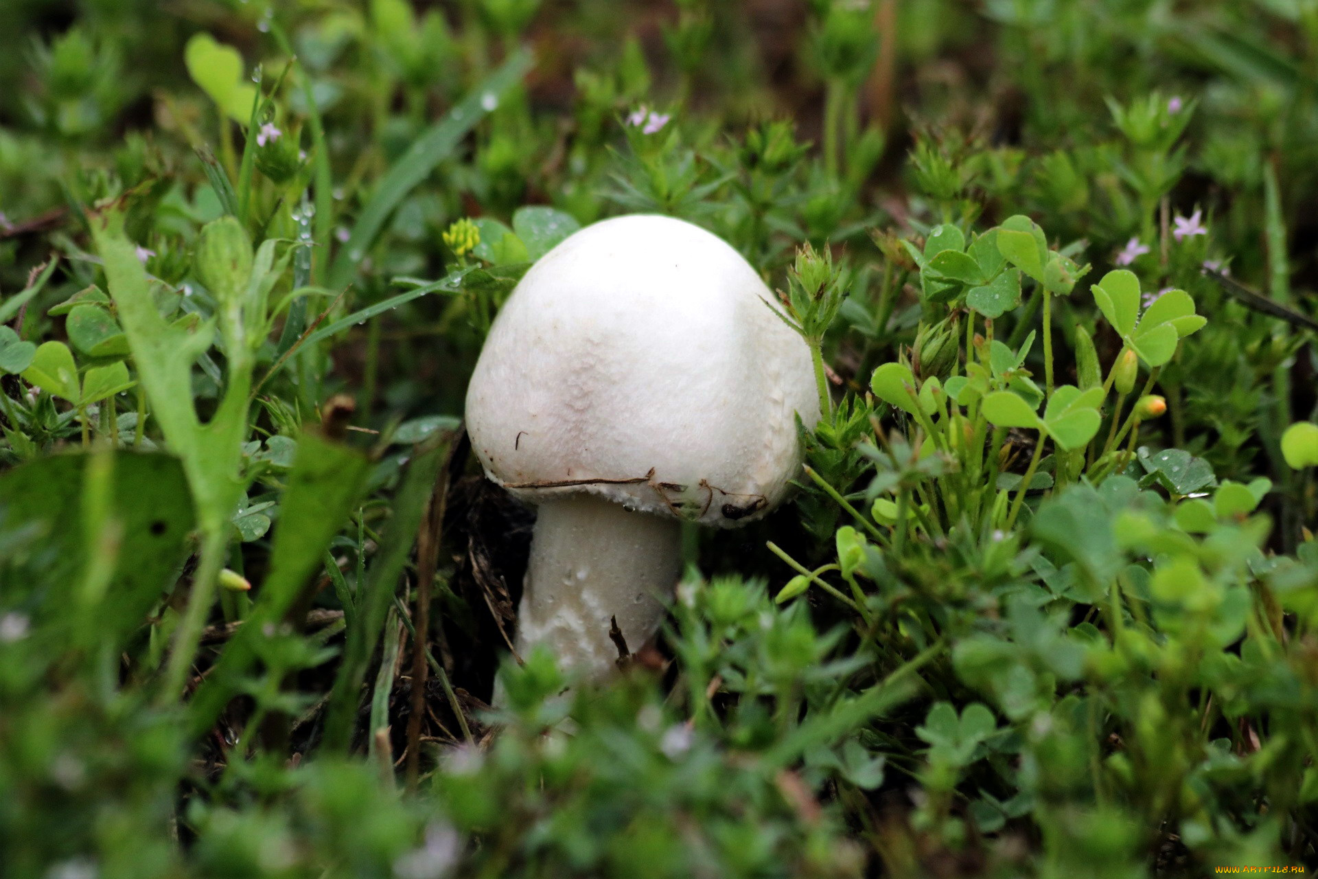 природа, грибы, трава, грибок, шляпка