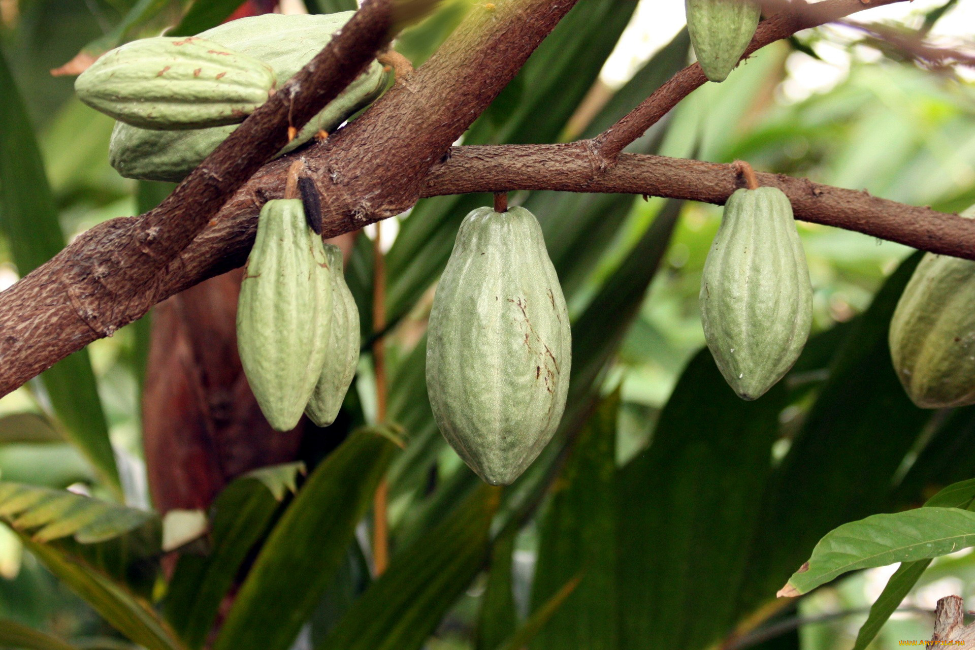 природа, плоды, chocolate, tree, pods