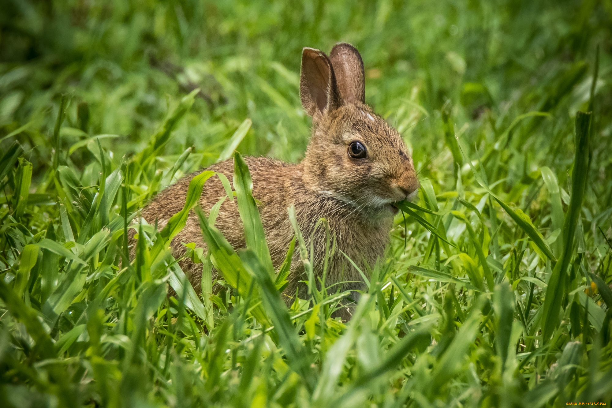 животные, кролики, , зайцы, кролик, уши, трава