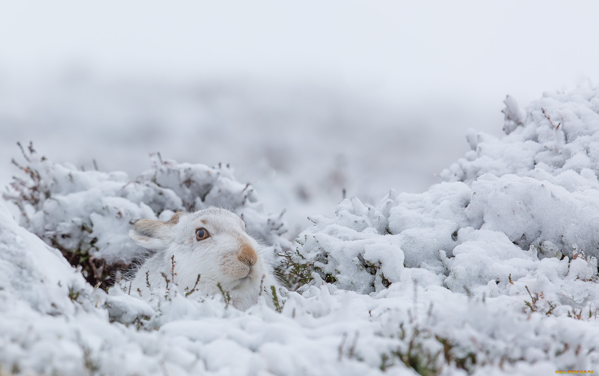 природа животные заяц беляк снег зима бесплатно