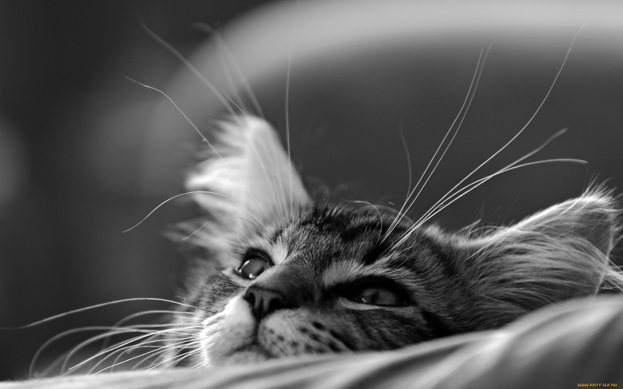 черно-белый котенок мордочка бесплатно