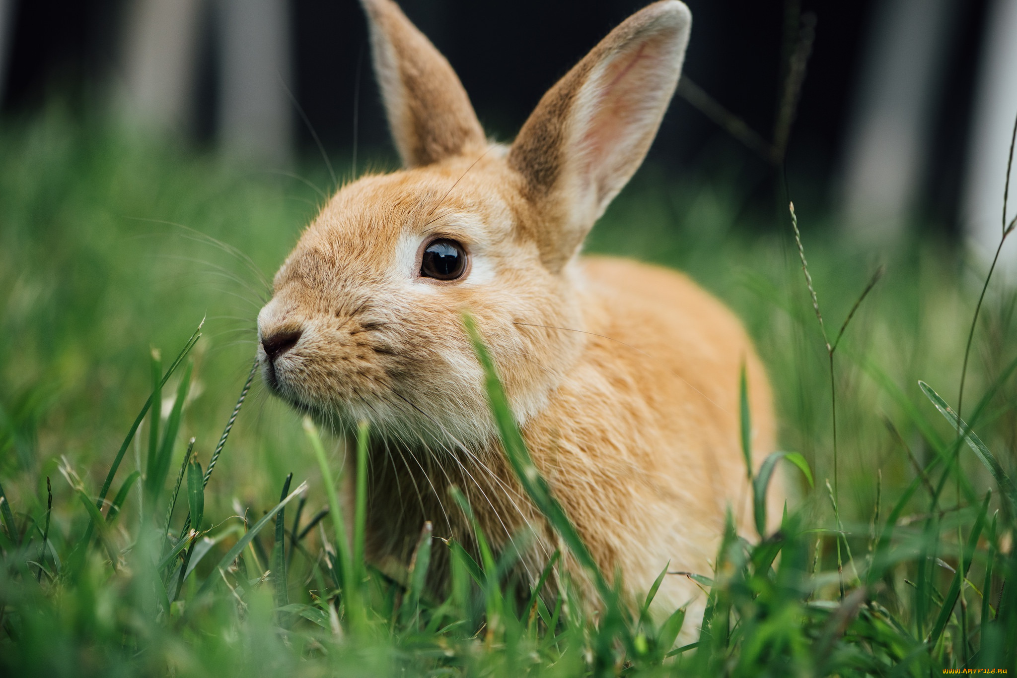 животные, кролики, , зайцы, трава, кролик, ушки