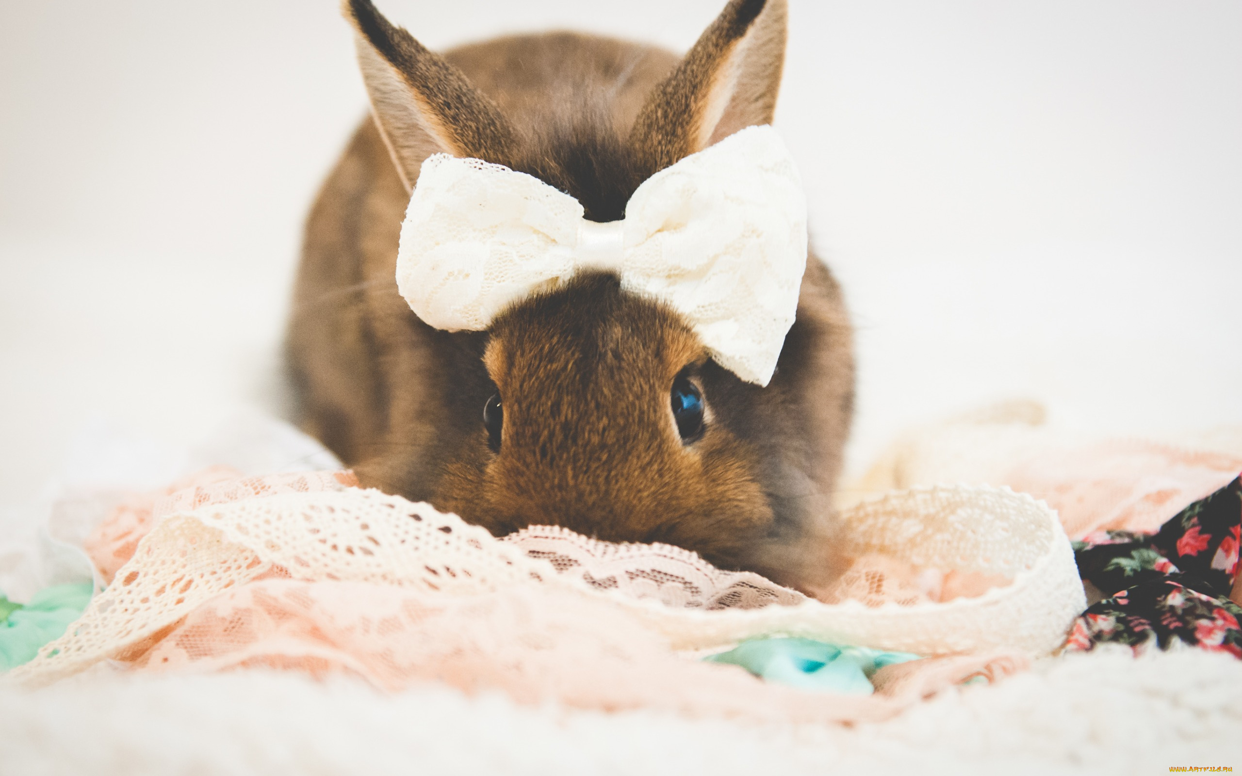 животные, кролики, , зайцы, бантик, кролик, by, tiny-tea-party