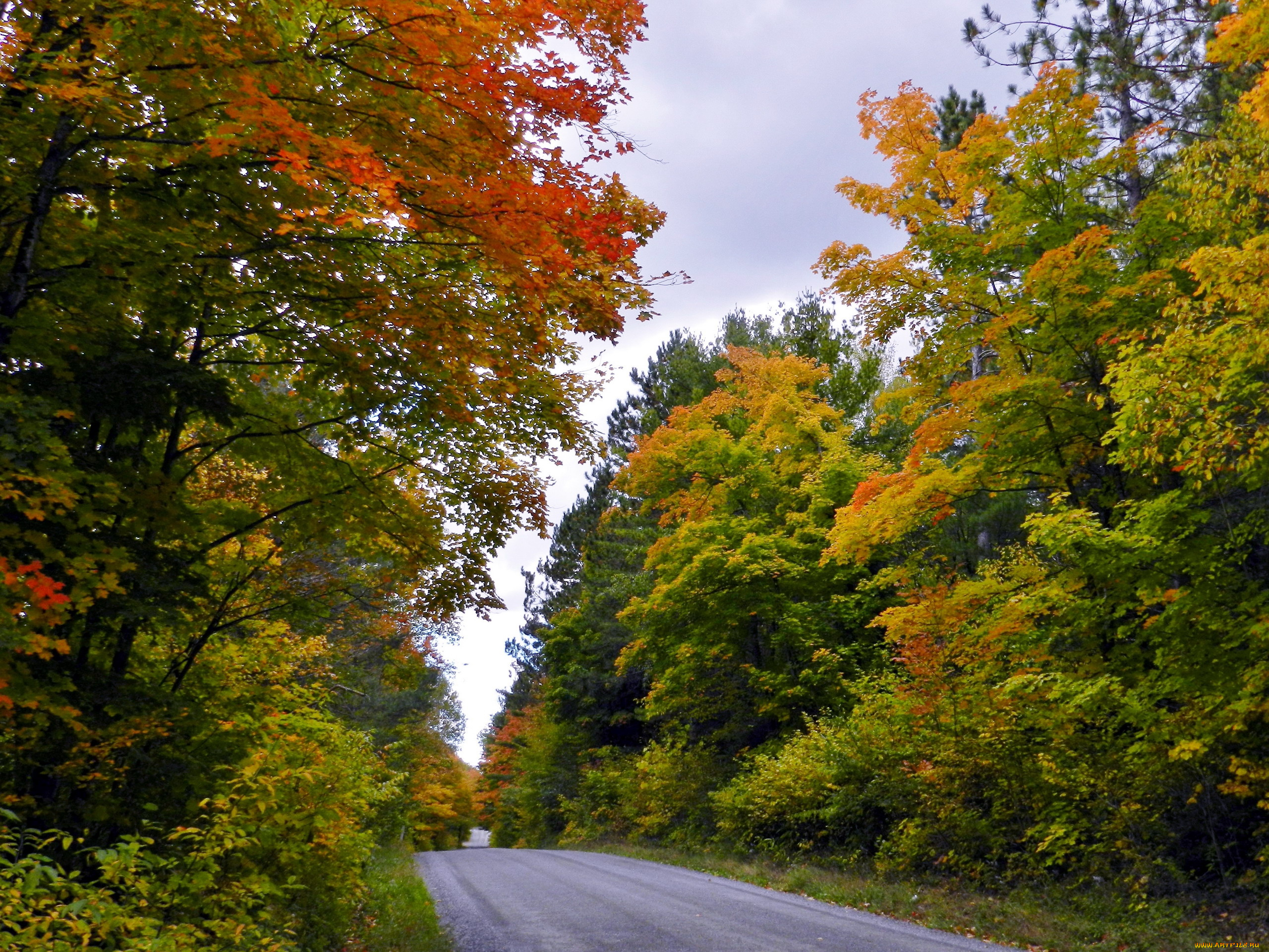 природа, дороги, осень, деревья, дорога, лес
