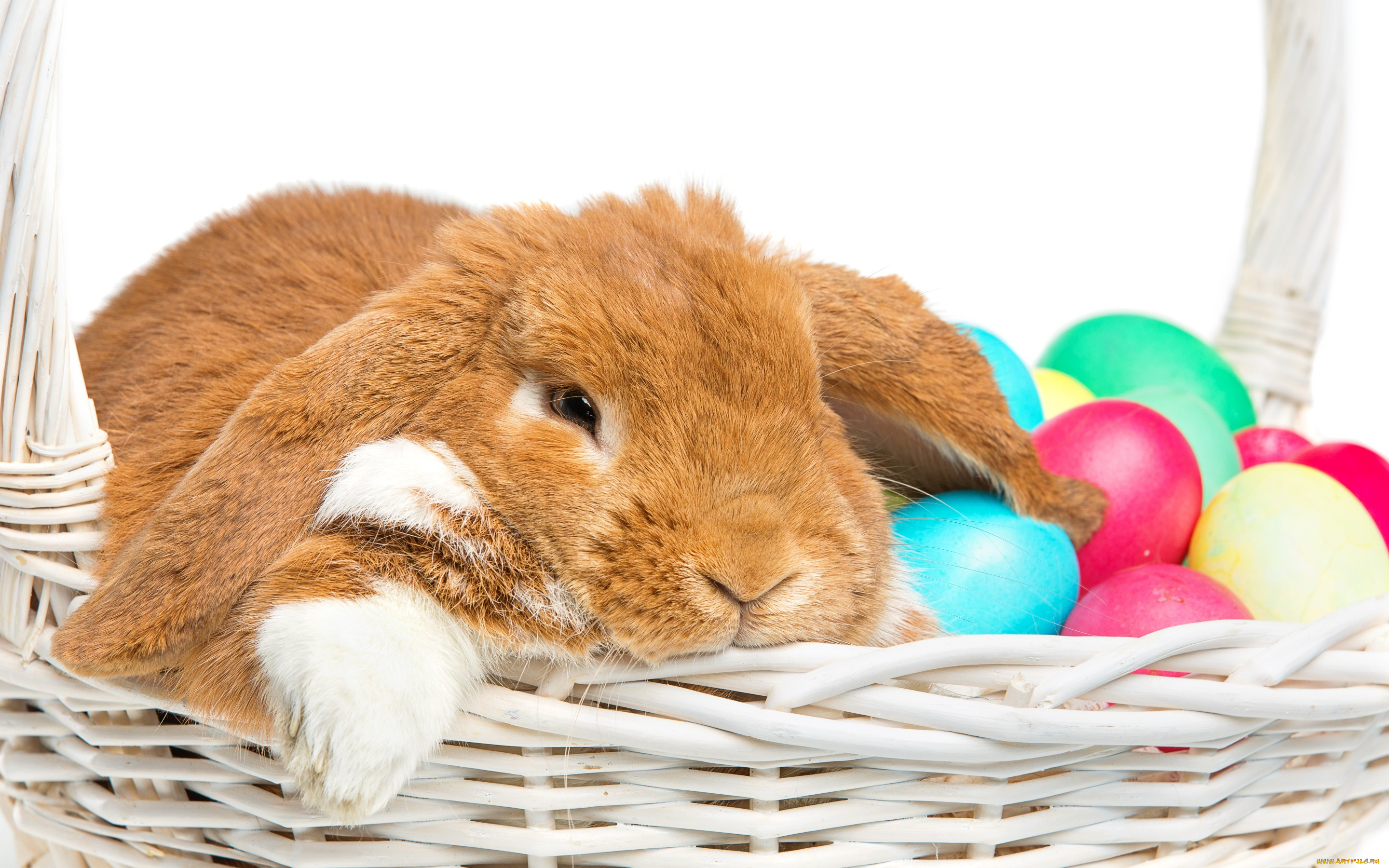 животные, кролики, , зайцы, happy, кролик, eggs, spring, яйца, крашеные, rabbit