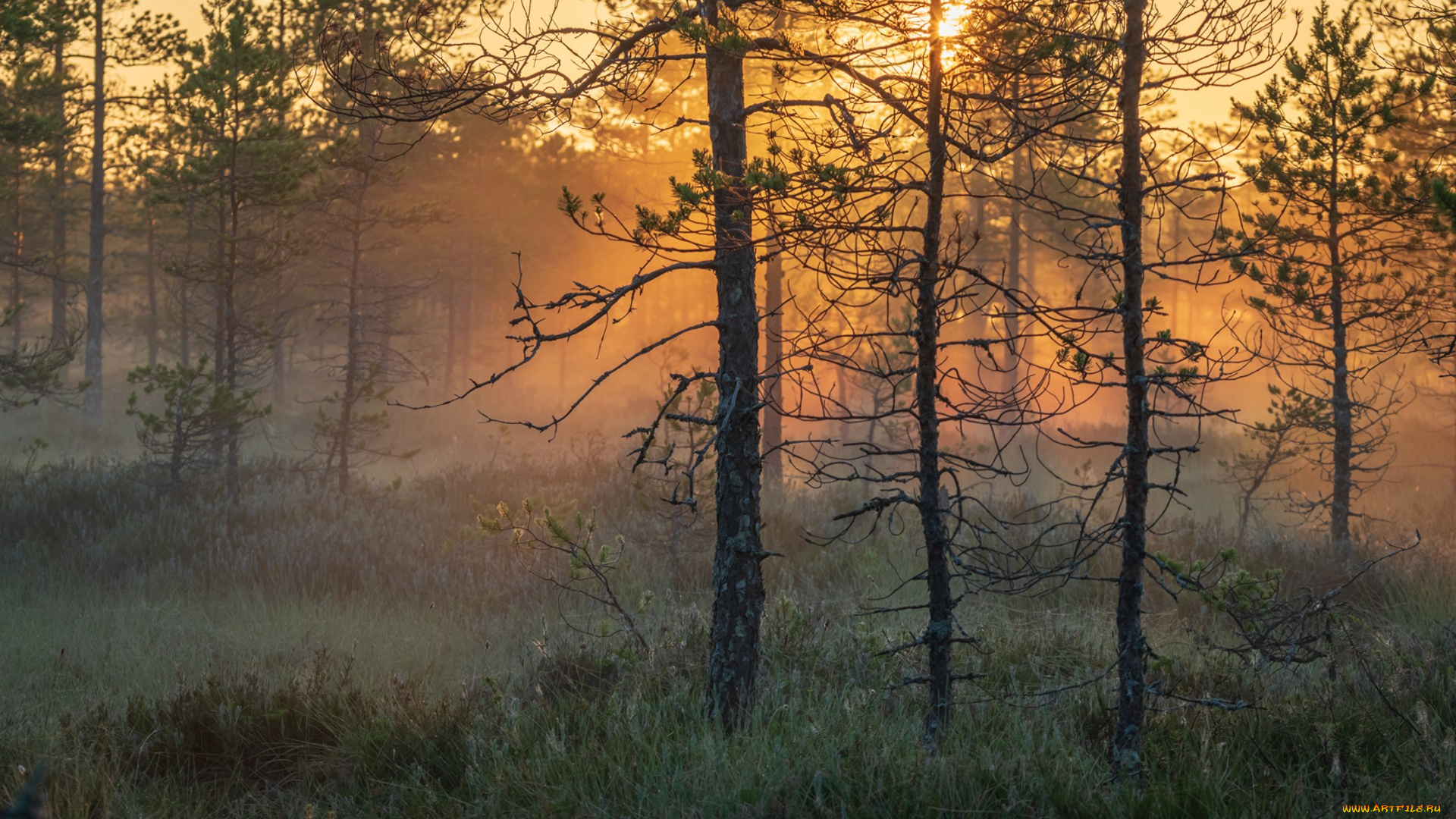 природа, лес, простор