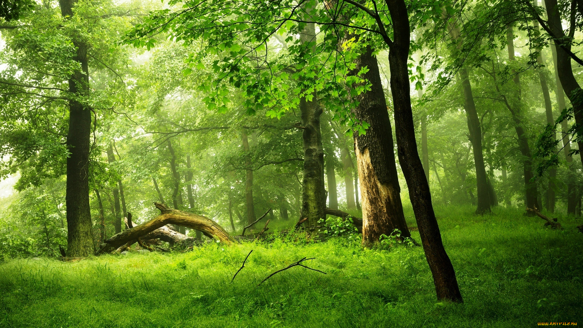 природа, лес, трава