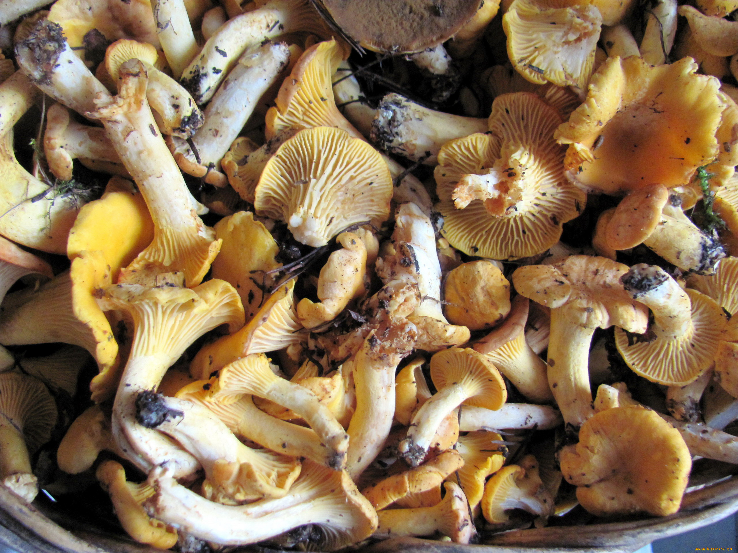 еда, грибы, , грибные, блюда, лесные, лисички