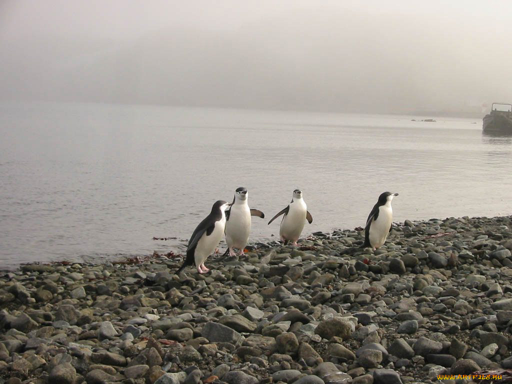 antarktida, животные, пингвины