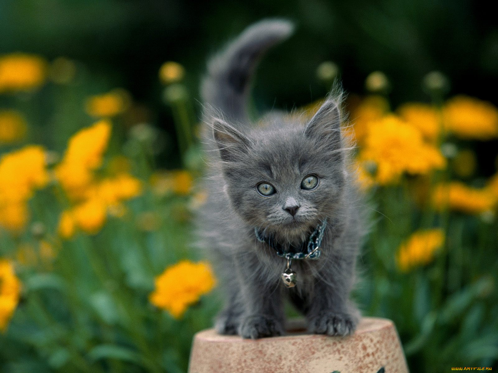 garden, keeper, gray, kitten, животные, коты