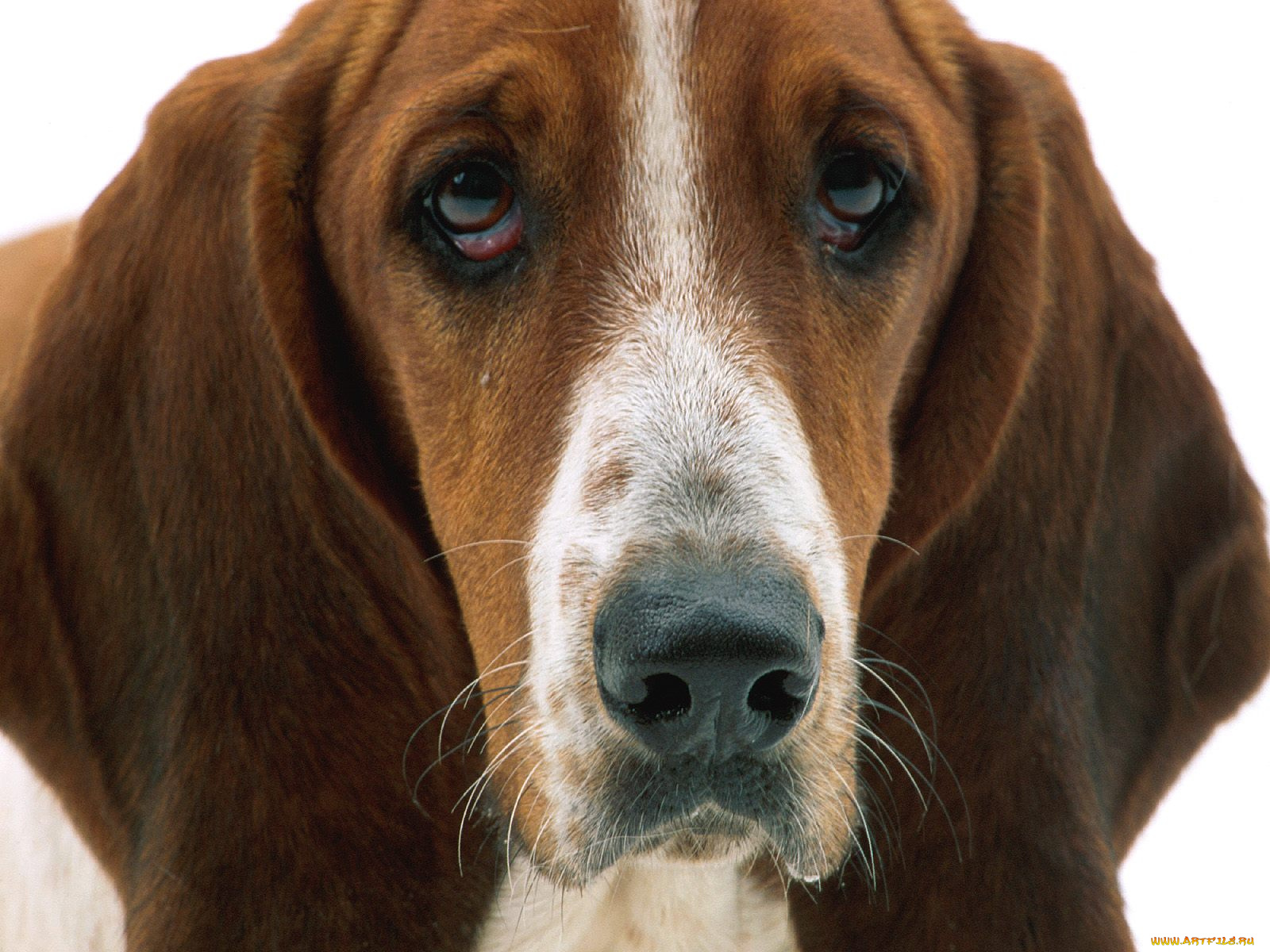 patient, eyes, basset, hound, животные, собаки