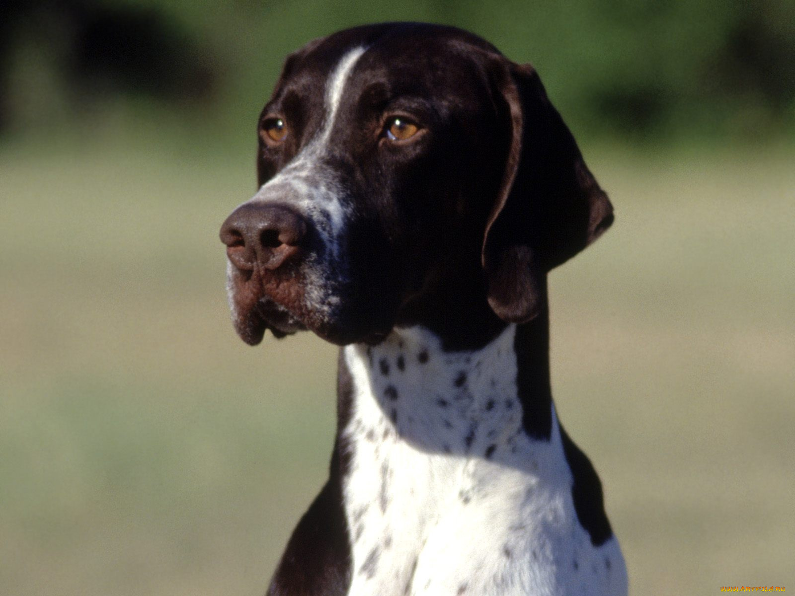 polly, the, pointer, white, and, liver, животные, собаки