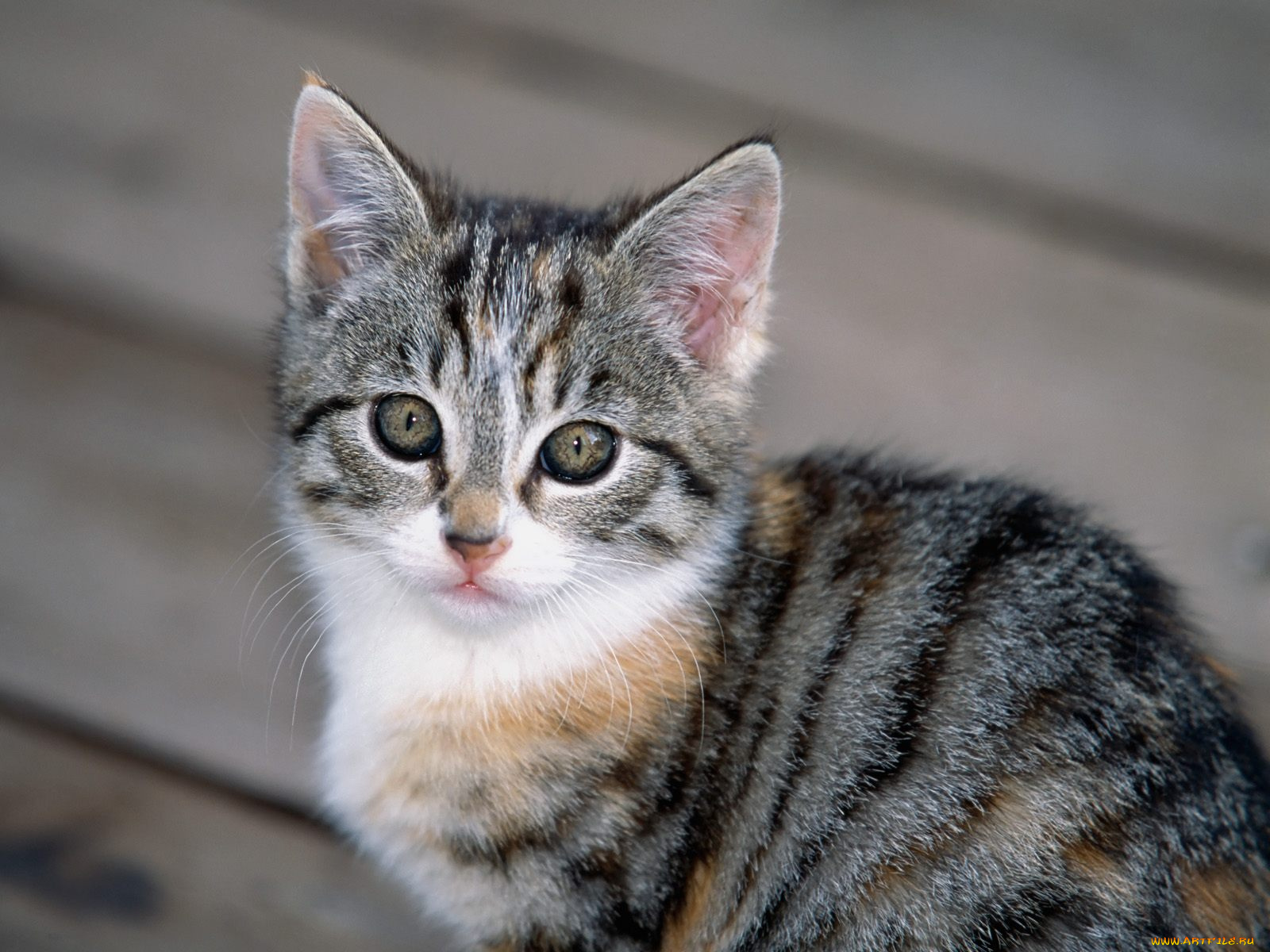 tabby, kitten, животные, коты