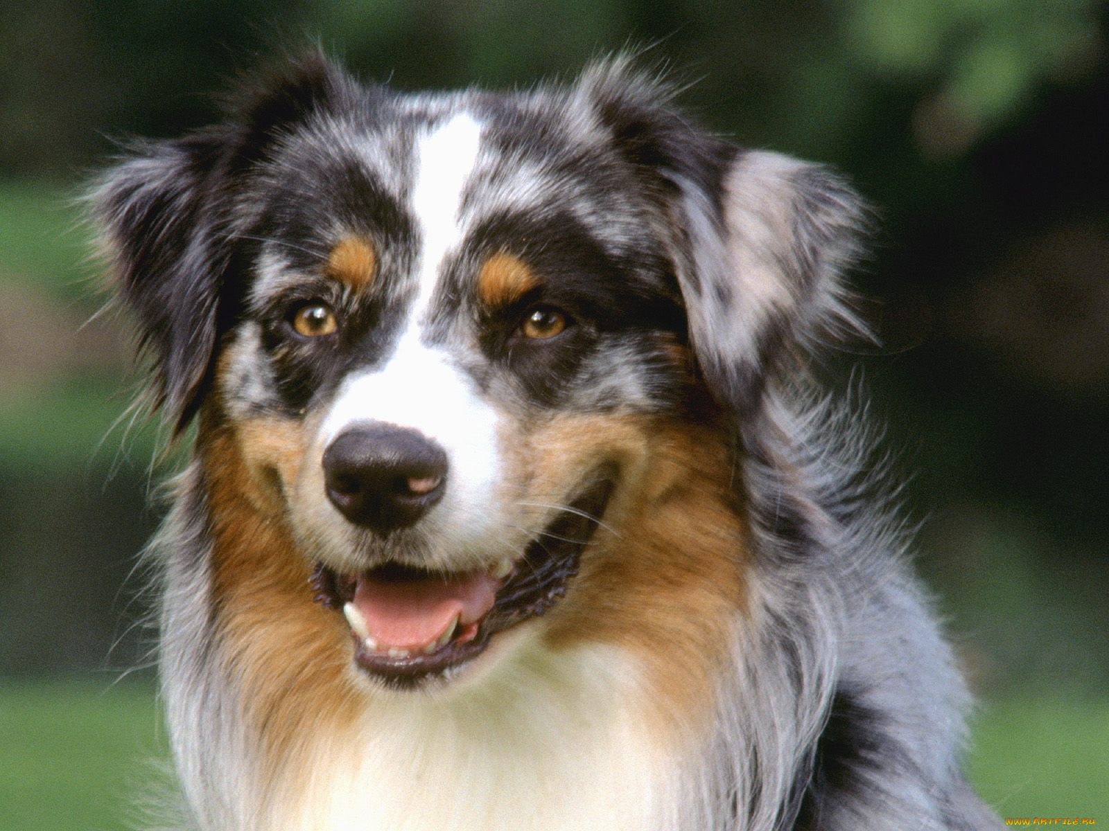 tack, australian, shepherd, животные, собаки