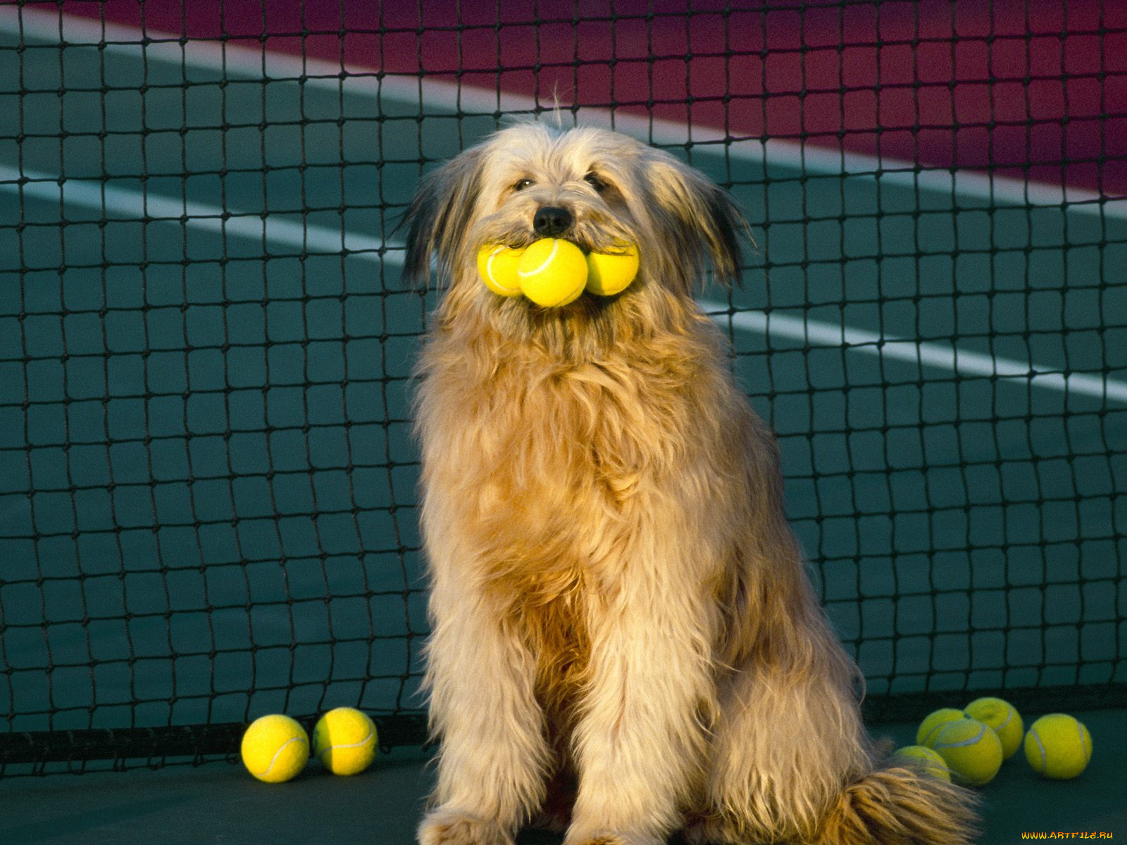 tennis, anyone, животные, собаки